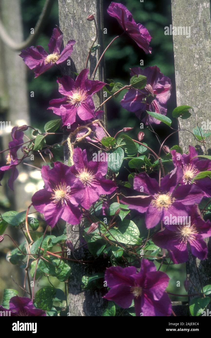 PURPLE CLEMATIS PLANT CLIMBING OLD WOODEN GARDEN FENCE. Stock Photo