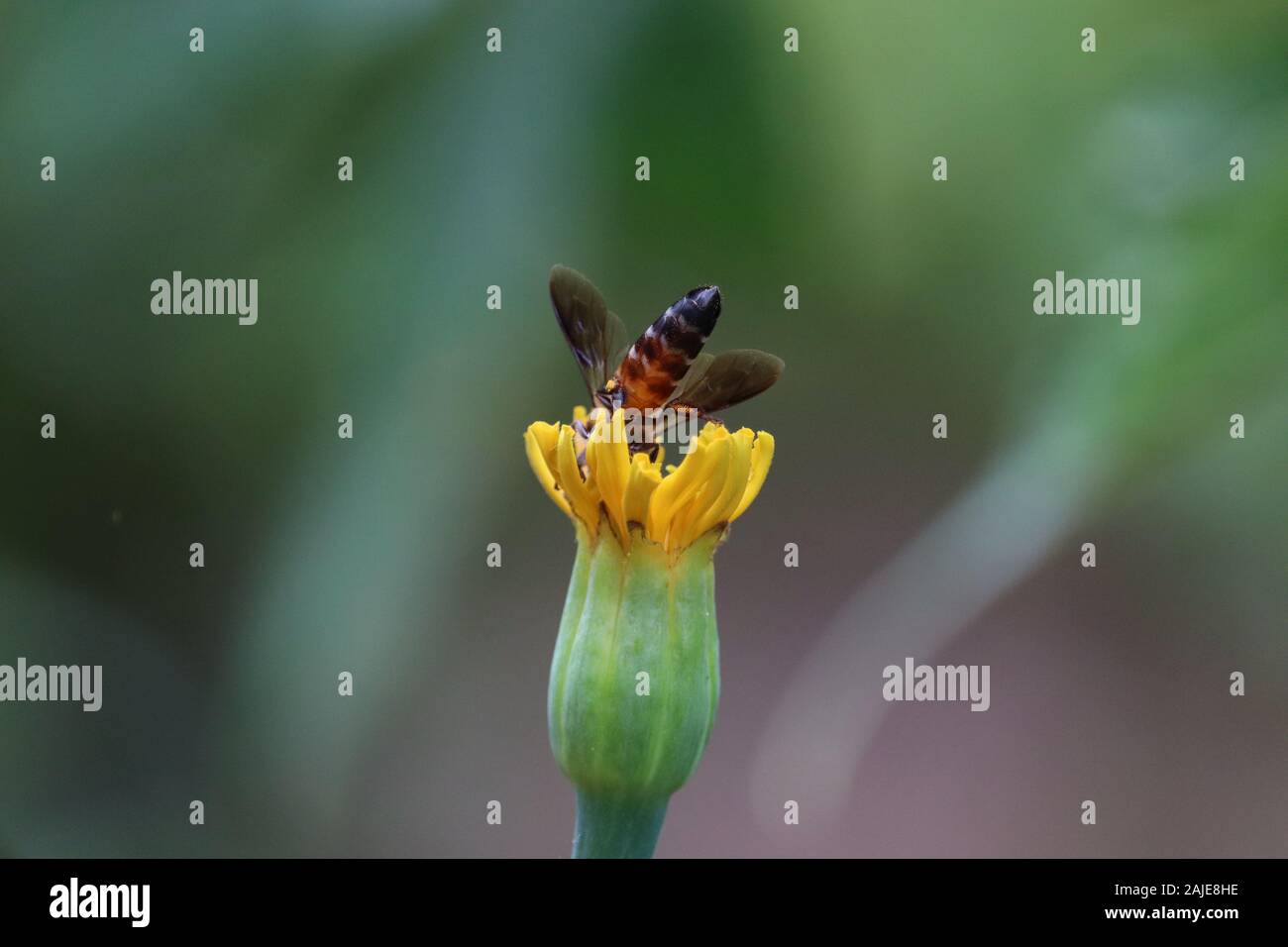 Indian honey bees hi-res stock photography and images - Alamy
