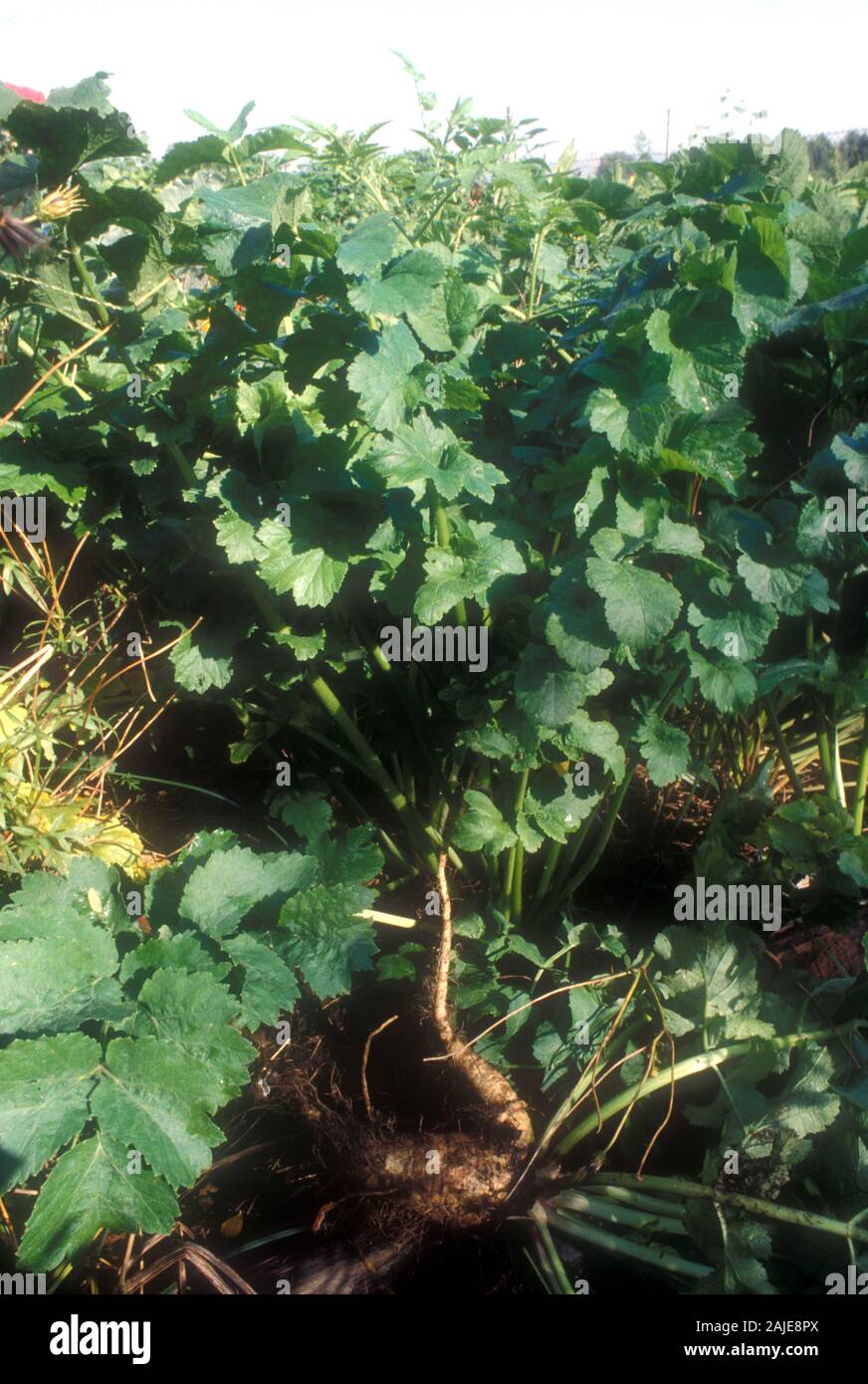 PARSNIPS GROWING (PASTINACA SATIVA) IN A MARKET GARDEN  ON THE OUTSKIRTS OF SYDNEY, NSW, AUSTRALIA. Stock Photo