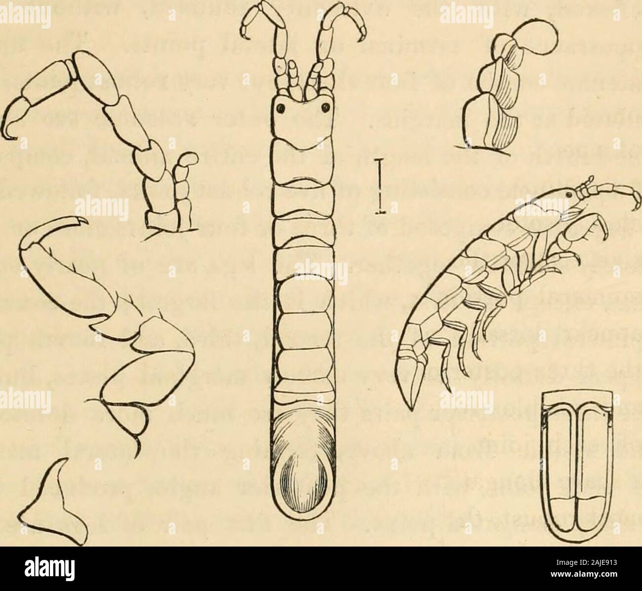 A history of the British sessile-eyed Crustacea . MABLKTIIORPE. IDOTEA ...