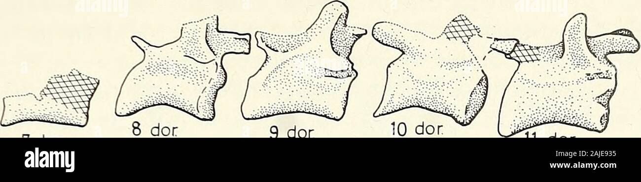 Annals of the South African Museum = Annale van die Suid-Afrikaanse Museum . a hasa procoelous centrum and is markedly convex posteriorly. This convex rearmeets the apparently convex anterior surface of the fifth vertebras centrum,which also appears to be opisthocoelous. The sixth vertebra is provided witha biconcave centrum, the neural spine is broad in lateral view, and its postero-dorsal edge overhangs the postzygapophysis so that a posterior embayment isformed above the postzygapophysis. The seventh vertebra resembles the sixthand the succeeding eighth in the shape of the neural spine, and Stock Photo