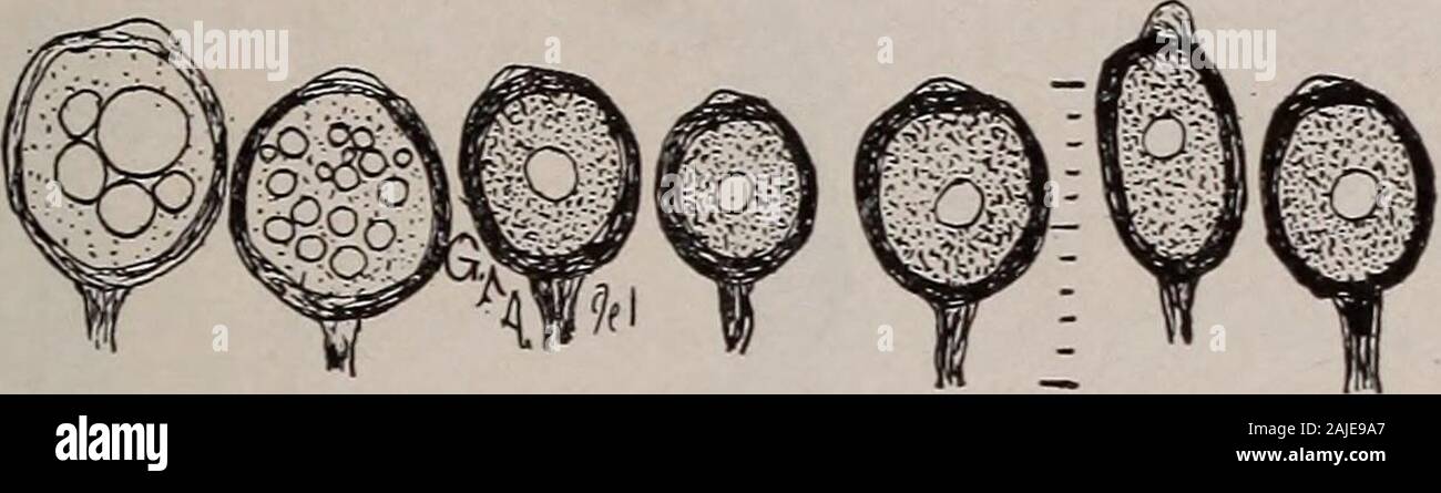 Elementary botany . Fig. 75-Carnation rust on leaf and flower stem,graph. From photo- HOW PLANTS OBTAIN FOOD. 87 of these plants which are known as parasitic fungi. The plant at whoseexpense they grow is called the host. One of these parasitic fungi, which it is quite easy to obtain in green-houses or conservatories during the autumn and winter, is the carnationrust Uromyces caryophyllinus), since it breaks out in rusty dark brownpatches on the leaves and stems of the carnation (see fig. 75). If we makethin cross sections through one of these spots on a leaf, and place them for a. Fig. 76.Sev Stock Photo