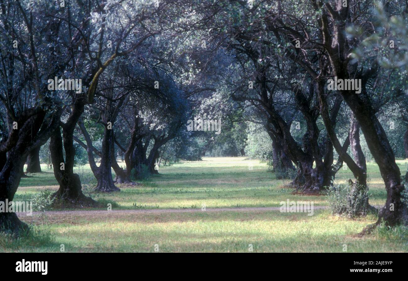 AVENUE OF TREES IN THE ADELAIDE HILLS, MOUNT LOFTY RANGES, SOUTH AUSTRALIA. Stock Photo