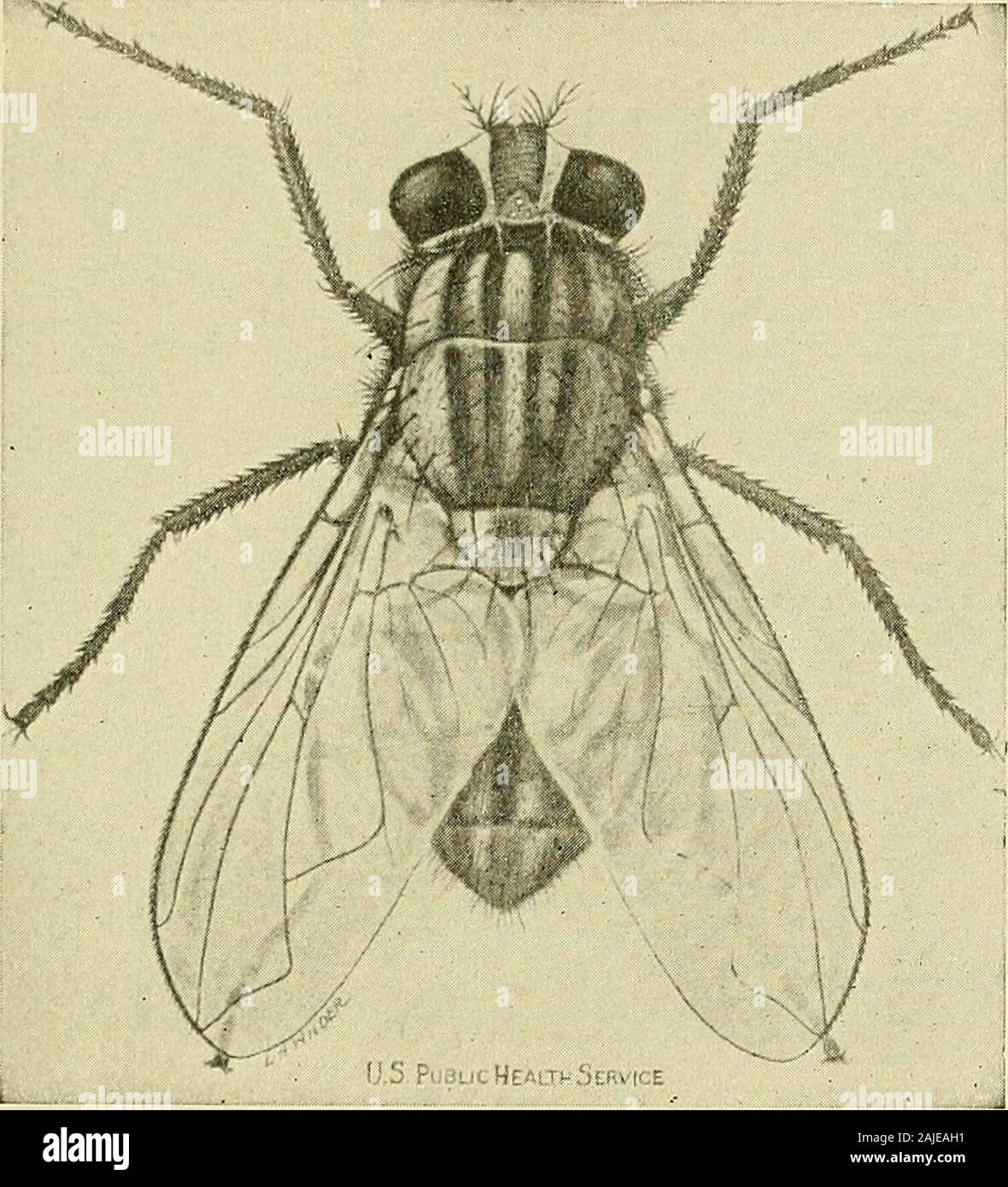 Practical preventive medicine . transmission of plague, and flies,principally the house fly, in the transmission of the others. Inthe case of the former, the plague bacillus leaves the fleasbody both by the probocis and the feces; in the case of the lattergroup, the flies probocis, its excreta, regurgitated material andthe exterior of its body surface may afford means of convey-ance. In the former instance the infective agents are directlyreintroduced by the insect into a new host, in the latter trans- INSECTS AS VECTORS OF INFECTIVE AGENTS l83 mission is effected through the contamination of Stock Photo