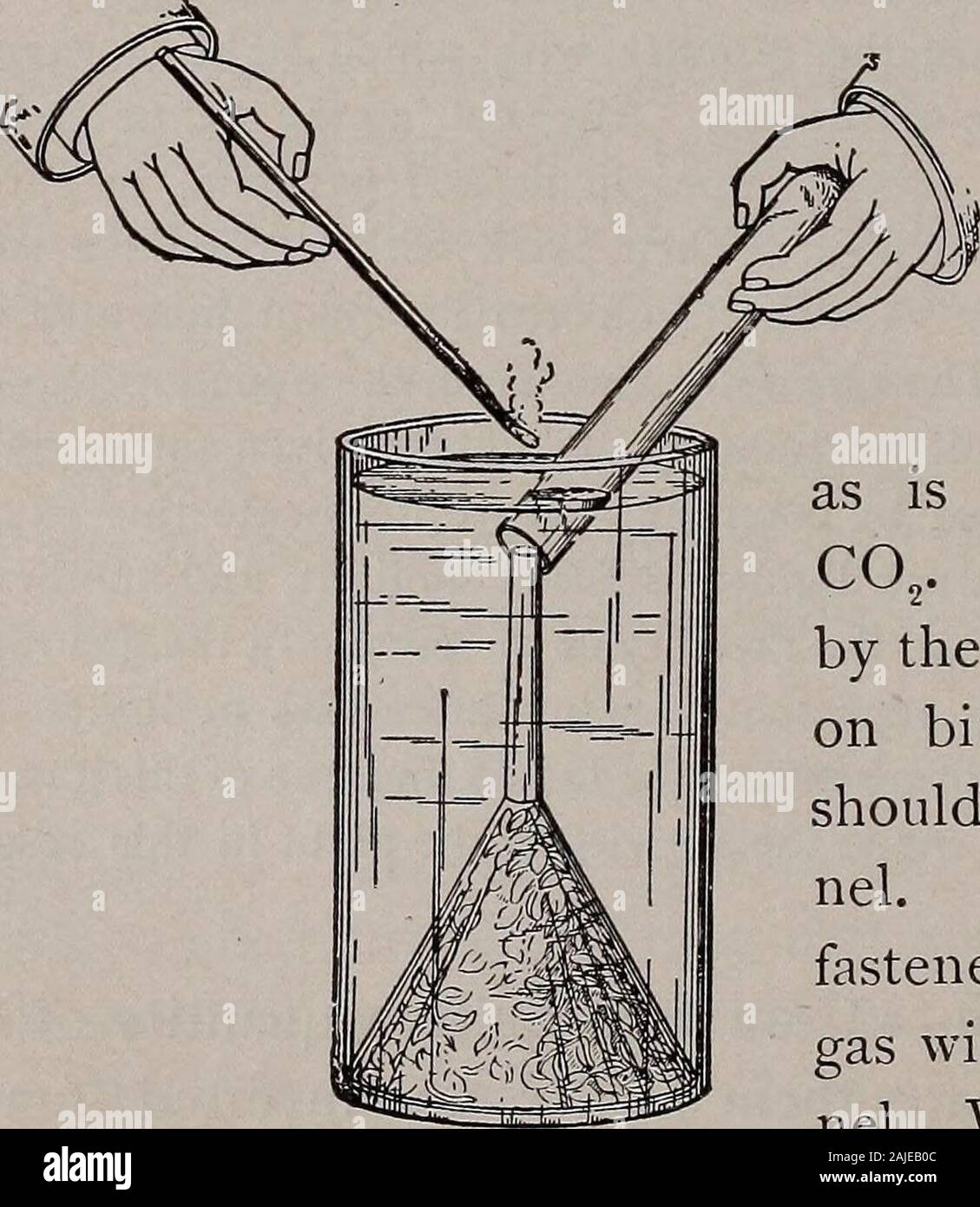 Elementary botany . 65 Apparatus for col- The gas will rise against the thumb. A dry Acting quantity of ° J from elodea. soft pine splinter should be then lighted, and (