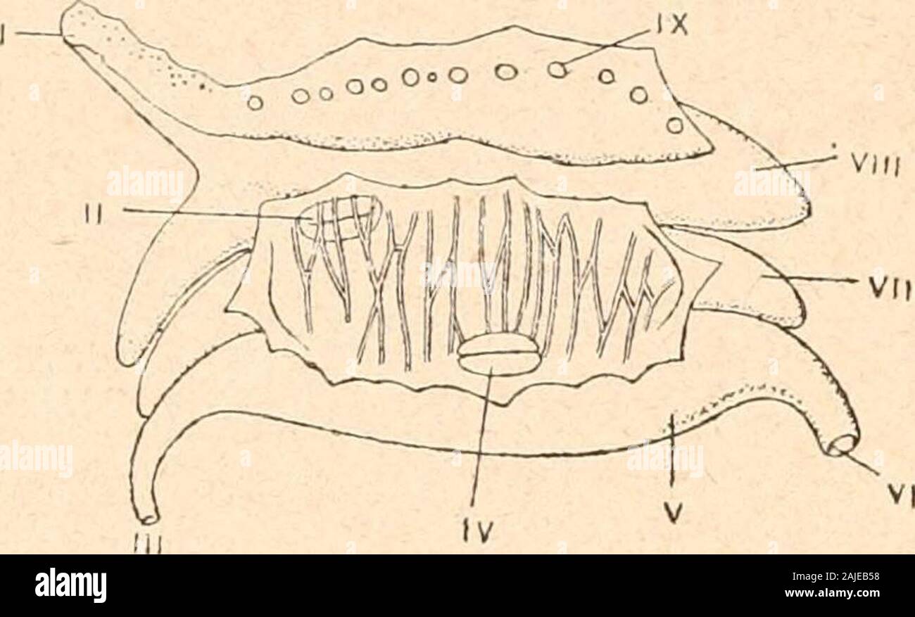 Introduction à l'étude des mollusques . e. Dans tous les autres Gastro-podes, il ny a quune seule oreillette, topographiquement gauche(fig. 53), généralement plus grande- que le ventricule, à paroisminces, transparentes, à fibres musculaires assez peu nombreuses.Le ventricule est traversé par le rectum dans les Rhipidoglosses (saufles Helicinidœ,, et il se trouve placé entre les deux oreillettes chezles plus archaïques dentre eux; dans la plupart des Slreptoneures,des Pulmonés et chez Actœon, Limacina, Clio virgula et acicula(Bulléens), il est en arrière de loreillette unique; parfois sur lamê Stock Photo