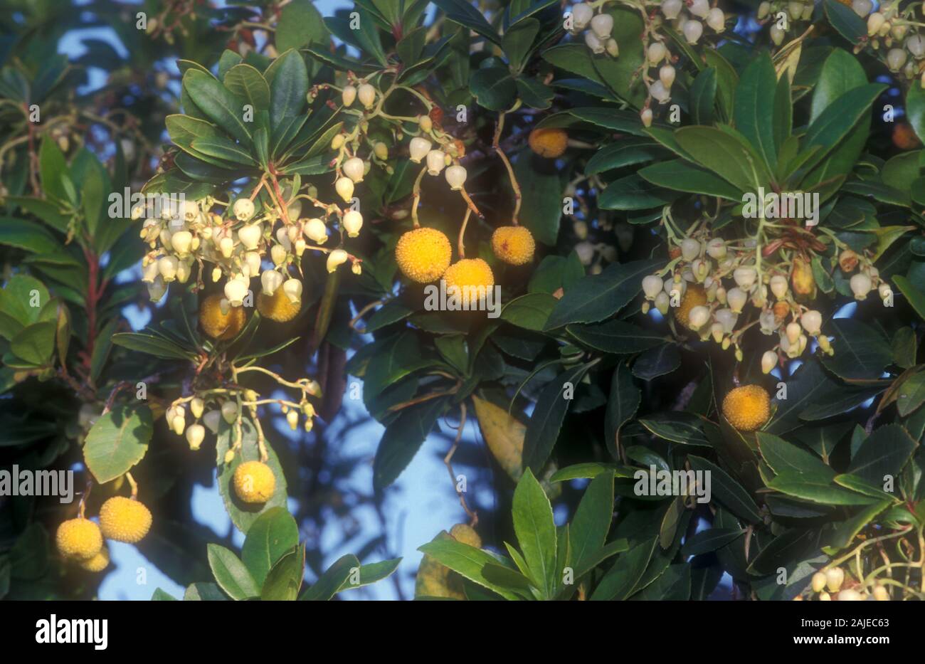 KILLARNEY OR IRISH STRAWBERRY TREE (ARBUTUS UNEDO) Stock Photo