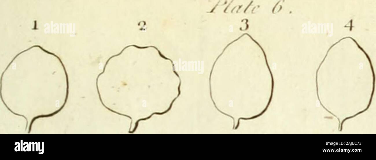 An introduction to botany Containing an explanation of the theory of that science; extracted from the works of Dr Linnaeus . . PLATE VI. LEAVESf.Simple Leaves. Fig. 1 /^Rbiculate (p. 188) 2 V -/Subrotund (p. 188) 3 Ovate (p. 188) 4 Oval (p. 188) 5 Oblong (p. 189) 6 Lanceolate (p. 189) 7 Linear {p. 150) 8 Subulate (p. 190) 9 Reniform (p. 190) 10 Cordate (p. 191) 11 Lunulate (p. 191) 12 Triangular (p. 190) 13 Sagittate (p. 191)14 Cordaro-fagittate •1 5 Haftate (p. igi) 16 Fiffa (p. 191) 17 Trilobe (p. 192)iS Prasmorfe (p. 193) 19 Lobate (p. 192) 20 Quinquangular [p. ignr) 21 Erofe (p. 195) 22 P Stock Photo