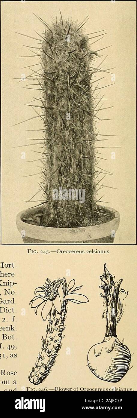 The Cactaceae : descriptions and illustrations of plants of the cactus family . Fig. 244.—Oreocereus celsianus. celsianus. Pilocereus williamsii Lemaire (Rev. Hort.1862: 428. 1862), only a name, is usually referred here. Illustrations: De Laet, Cat. Gen. f. 50, No.7; Knip-pel, Kakteen pi. 28; Wiener, 111. Gart. Zeit. 29: f. 22, No.7, all as Pilocereus celsianus; Cact. Journ. 2: 5; Gard.Chron. 1873: f. 197, both as Pilocereus fossulatus; Diet.Gard. Nicholson 3: f. 151; Forster, Handb. Cact. ed. 2. f.86, both as Pilocereus bruennowii; Monatsschr. Kakteenk.14: 169, as Pilocereus celsianus bruenno Stock Photo