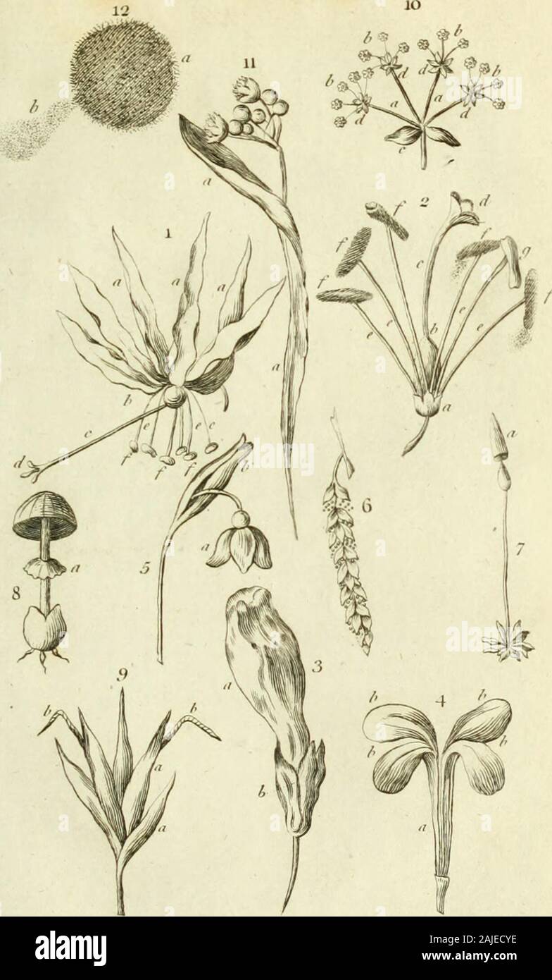 An introduction to botany Containing an explanation of the theory of that science; extracted from the works of Dr Linnaeus . efrom the Corolla (p. 2) a, the Perianthium (p. 5)b, the Germen ; c, the Style ; &lt;/, the Stigma (p. 12) e,the Filaments ; /, the Antherae burfting and dilchargingthe Pollen ; g, an Anthera before it has burft {p. 11) Fig. 3. A Flower whofe Corolla is monopetalous: a, theCorolla (p. 5) b, the Perianthium (p. 3) Fig. 4. A polypetalous Corolla : a, the Ungues ; b, theLaminae (p. 8) Fig. J. A Nanlfus iffuing from its Spatha : a, the Flower ji, the Spatha (p. 4.) Fig. 6. A Stock Photo