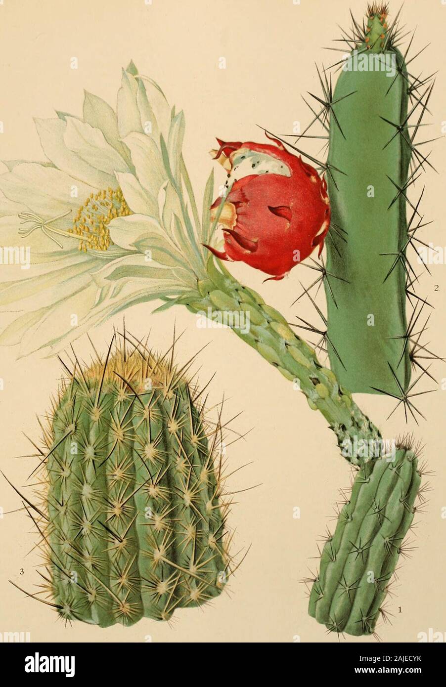 The Cactaceae : descriptions and illustrations of plants of the cactus family . upper scales and outer perianth-segments mauve;limb 4 to 5 cm. broad when fully expanded; inner perianth-segments usually white, sometimesgreenish, oblong, obtuse, 2 to 2.5 cm. long; style cream-colored, much exserted; stigma-lobes greenish;fruit red, its pulp white, edible, slightly acid. Type locality: Santa Clara, east of Lima, Peru. Distribution: Very common on the hills above Lima, from Santa Clara to Matucana.This is one of the most common species in central Peru, being especially abundant onthe hillsides and Stock Photo