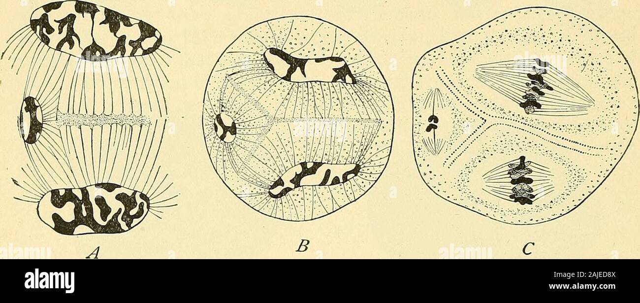 Equatorial plate hires stock photography and images Alamy
