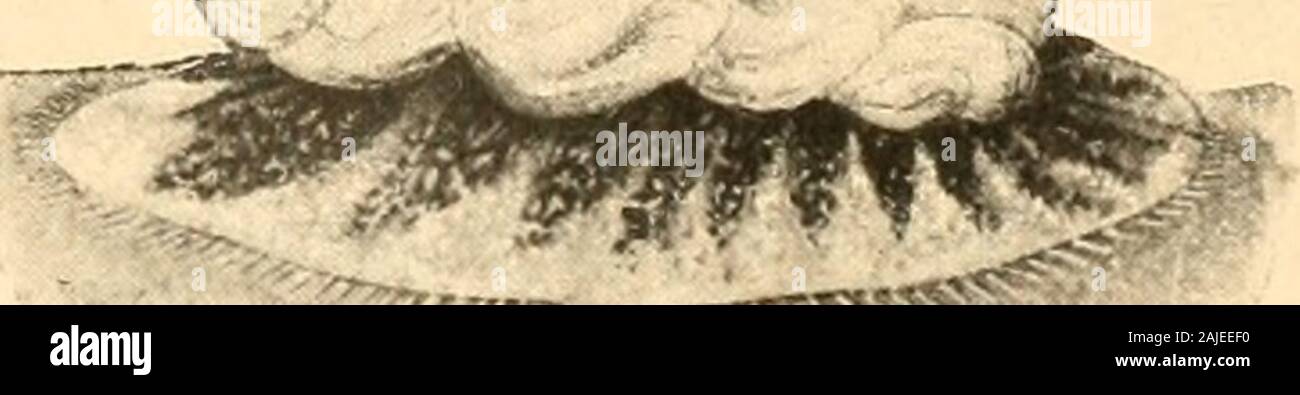 Redia . ?•??^*inv-«^^! Fig. 9. — Larva III di Euphilippia olivina; A, deavdata dalla cera e veduta dal dorso;B, veduta dal dorso, mostrante la cera ; C, colla sua cera veduta di lato. Lunghezza del corpo mm. 1,00, larghezza 0,5 ; lungliezza dellasetola apicale delle squame anali 0,28. 26 402 A. BERLESE e F. SILVESTRI Larva IV. La larva III ha caratteri iiiteriiieflii fra la II e la lY. (Vedi¥ig. 9). Corpo ocraceo, inariiiorato di bruno a contorno sempre ovale,(Fig*. 10) poco )m (li un terzo più lungo die largo, fornito lungo il Stock Photo