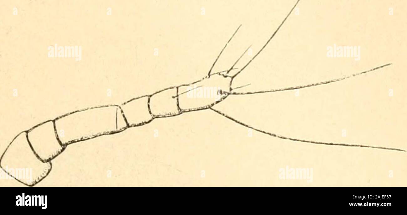 Redia . Fig. 7. — Larva II di Euphilippia olivina, carena vista di fiancosenza la porzione posteriore. circa, oltre alcune setole brevi. Setole dellanello anale raggiun-genti con le loro estremitài lapice delle squame anali. (Figg. 4, 5). NUOVO GENERE E NUOVA SPECIE DI « LECANITE » 401 Limgbezza del corpo mm. 0,61, largliezza 0,ol, lunghezza dellasetola apicale delle squame anali 0,31. Larva II. Corpo giallo, fornito al dorso della carena di cera bianca, ca-ratteristica di questo genere, e ai lati di essa da pochi grossi ric-cioli e da molti riccioli sottili bianchi (Figg. C, 7); ovale, il dop Stock Photo
