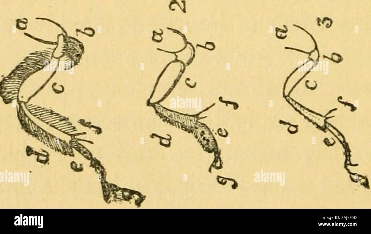 Structure and classification of insects . CHALCTS-CLAVTPES. The legs of insects are constriictecl on the oppositeplan from that of vertebrates. Instead of consisting, asthe arms or legs of the quadrupeds or the human system,of a central bone or haid substance for a lever, with themuscles as cords, and their attendant organs wrappedaround it, each joint is a tube, and serves as the bone orskeleton of the limb, and includes within it the movingmuscles, nerves and other special organs.. HIND LEG OF BEES. a, coxa; &, trochanter ; c, femur ; d, tibia ; g, tarsus. The legs of insects generally consi Stock Photo