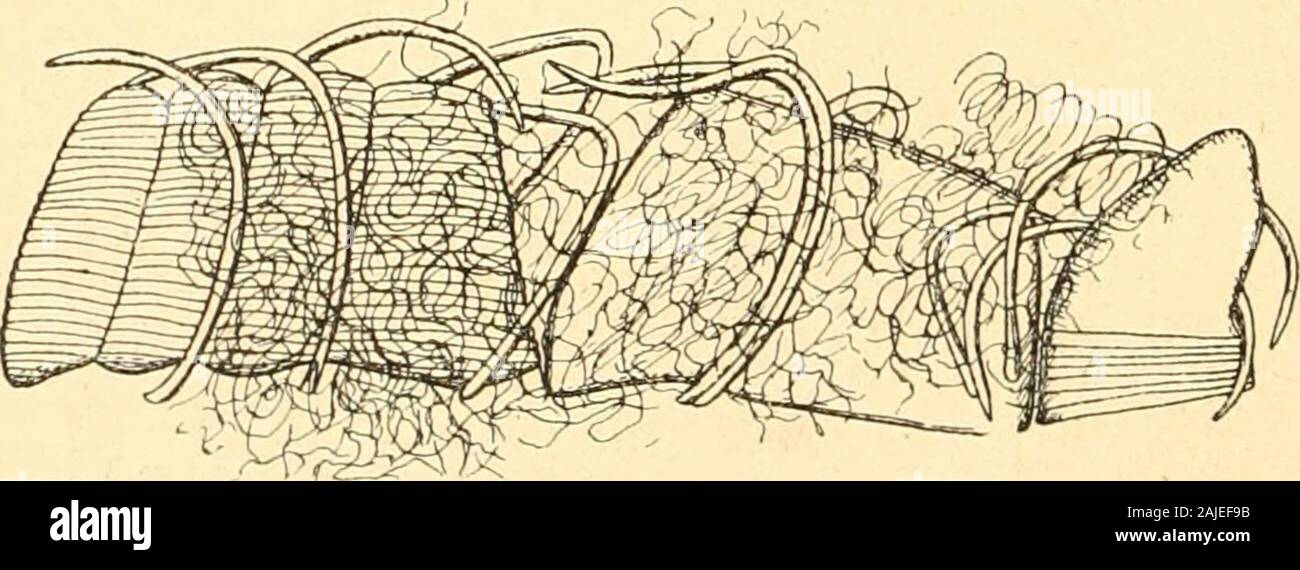 Redia . Fig. 5. — Parto posteriore della larva Idi Eupliilippia olivina, con lanelloanale estroflesso. Fig. 6. — Larva II di Eupìiilippia olivinavista dal dorso. Squame anali i)iìi lunghe dei lati delladdome e portanti cia-scuna una setola lunga quanto la metà della lunghezza del corpo. Fig. 7. — Larva II di Euphilippia olivina, carena vista di fiancosenza la porzione posteriore. circa, oltre alcune setole brevi. Setole dellanello anale raggiun-genti con le loro estremitài lapice delle squame anali. (Figg. 4, 5). NUOVO GENERE E NUOVA SPECIE DI « LECANITE » 401 Limgbezza del corpo mm. 0,61, lar Stock Photo
