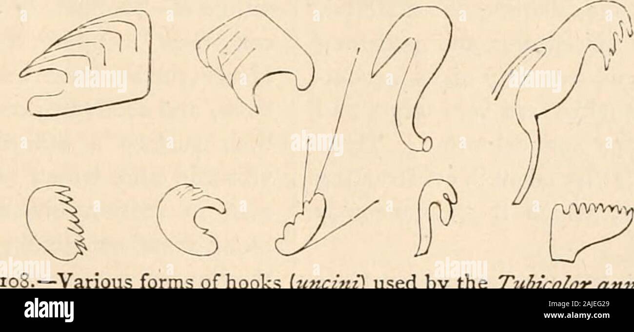 Hardwicke's science-gossip : an illustrated medium of interchange and gossip for students and lovers of nature . Fig. lO-j.^Saiella unisj&gt;ira. Fig. log.—Terebella. Fig. 110.—AjHphitriteveiitilabruiu. Fig.. •Various forms of hooks {tincini) used by the Tubicolor anneltda. animal, and right vigorously do they operate asaerators of the true blood (not the peritoneal fluid).The body is divided into a great number of segments ;the upper branch of the feet carries a number ofbristles which are long and acicular, and when viewedunder high powers are seen to be fringed at theextremity with a series Stock Photo