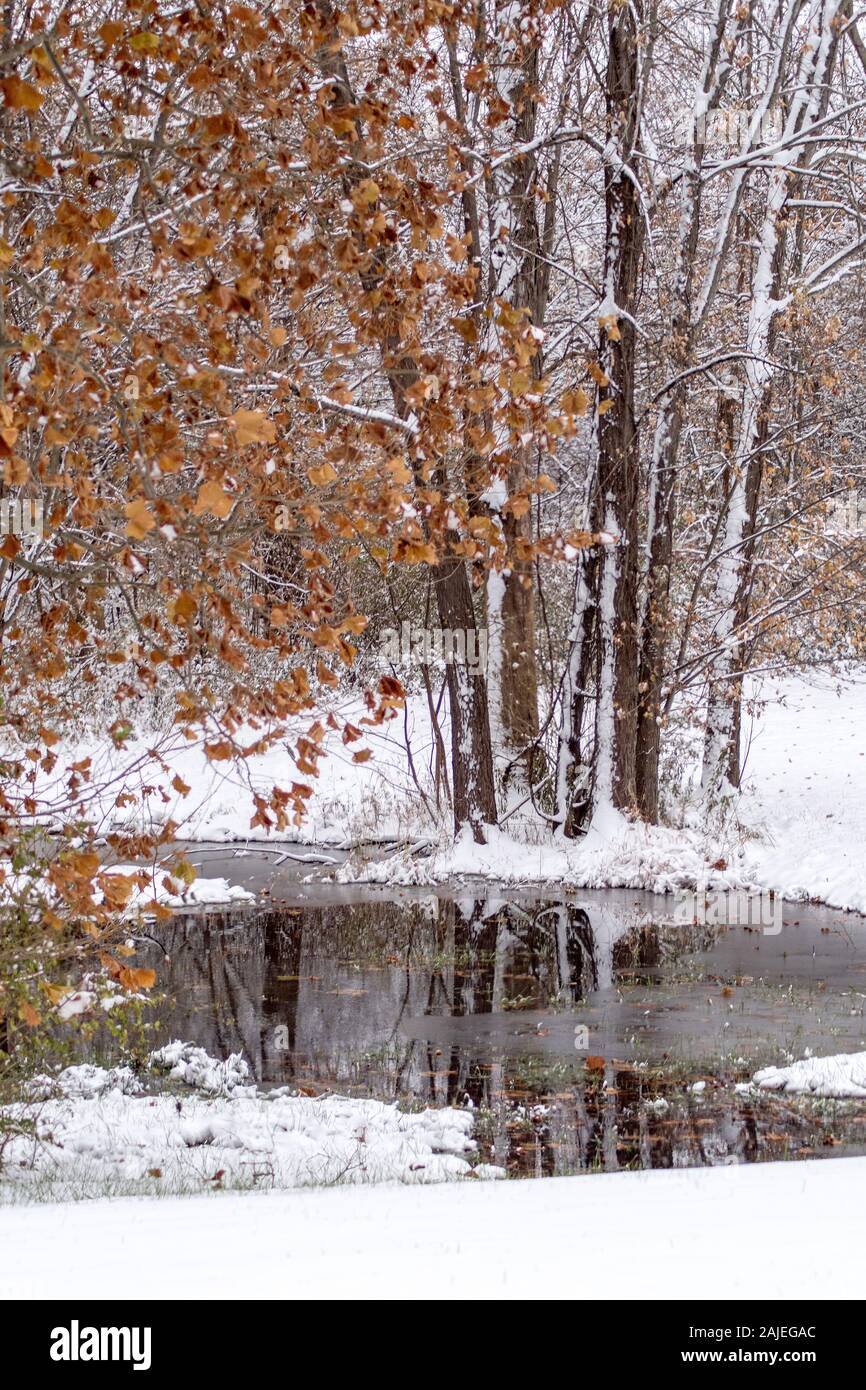Trees are reflected in a small icy pond, after an early snow fall in late autumn Stock Photo