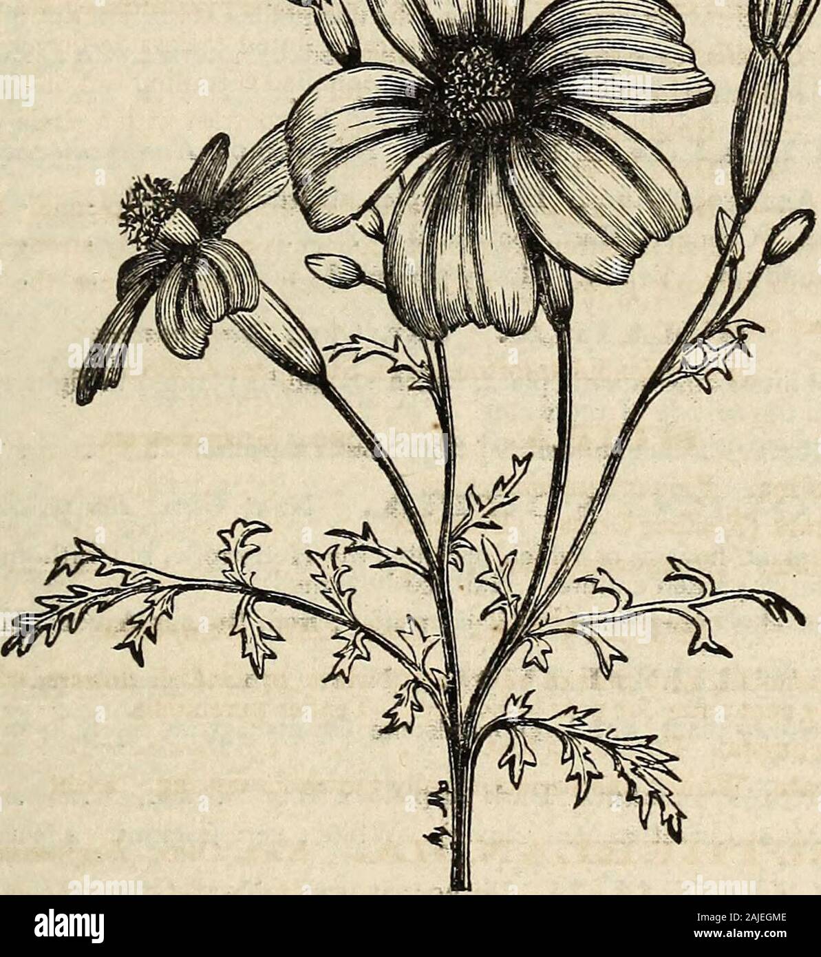 Washburn & Co.'s amateur cultivator's guide to the flower and kitchen garden : containing a descriptive list of two thousand varieties of flower and vegetable seeds : also a list of French hybrid gladiolus, . h sight: it sports into endless varieties; viz., pink, purple,crimson, scarlet, white, variously edged, eyed, and spotted. Our seeds were saved from thefinest-named varieties, together with Hunts (a celebrated English amateur), which we canconfidently recommend as superior to any thing ever before offered in this country. Hardyperennials. 1388 Sweet Williams. Fine mixed $0.05 1389 Double- Stock Photo