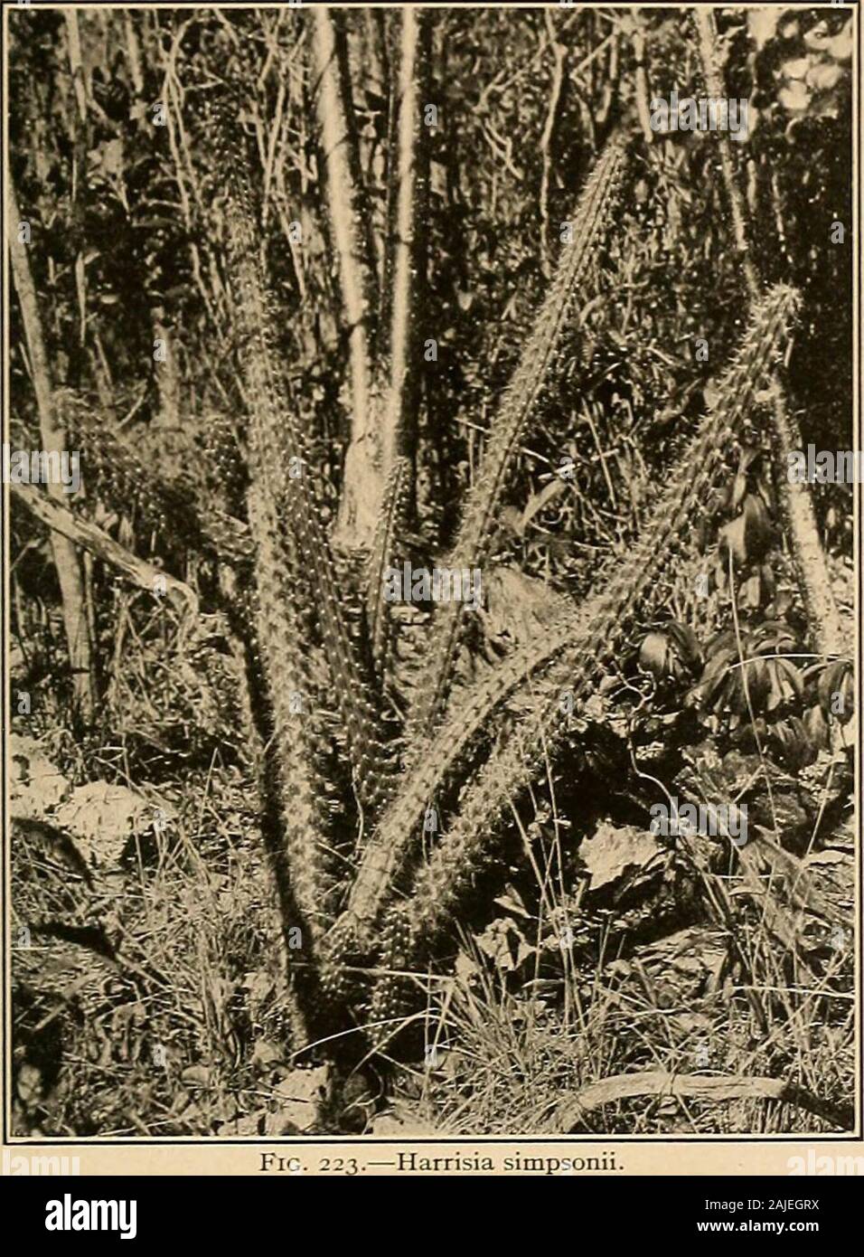 The Cactaceae : descriptions and illustrations of plants of the cactus family . M K. Baton rtel 1. Part of fruiting branch of Harrisia gracilis. 2. Top of flowering branch of Harrisia martinii. (Natural size.) HARRISIA. 153 Found on Hammocks, Keys of Florida, and southern mainland coast. Type frombetween Cape Sable and Flamingo, collected by John K. Small, November 29, 1916. The species is dedicated to Charles Torrey Simpson, naturalist, long resident in Florida. Flowers of a plant from Pumpkin Key, grown at the cactus garden of Mr. Charles Deering, Miami, Florida, and at the New York Botanica Stock Photo