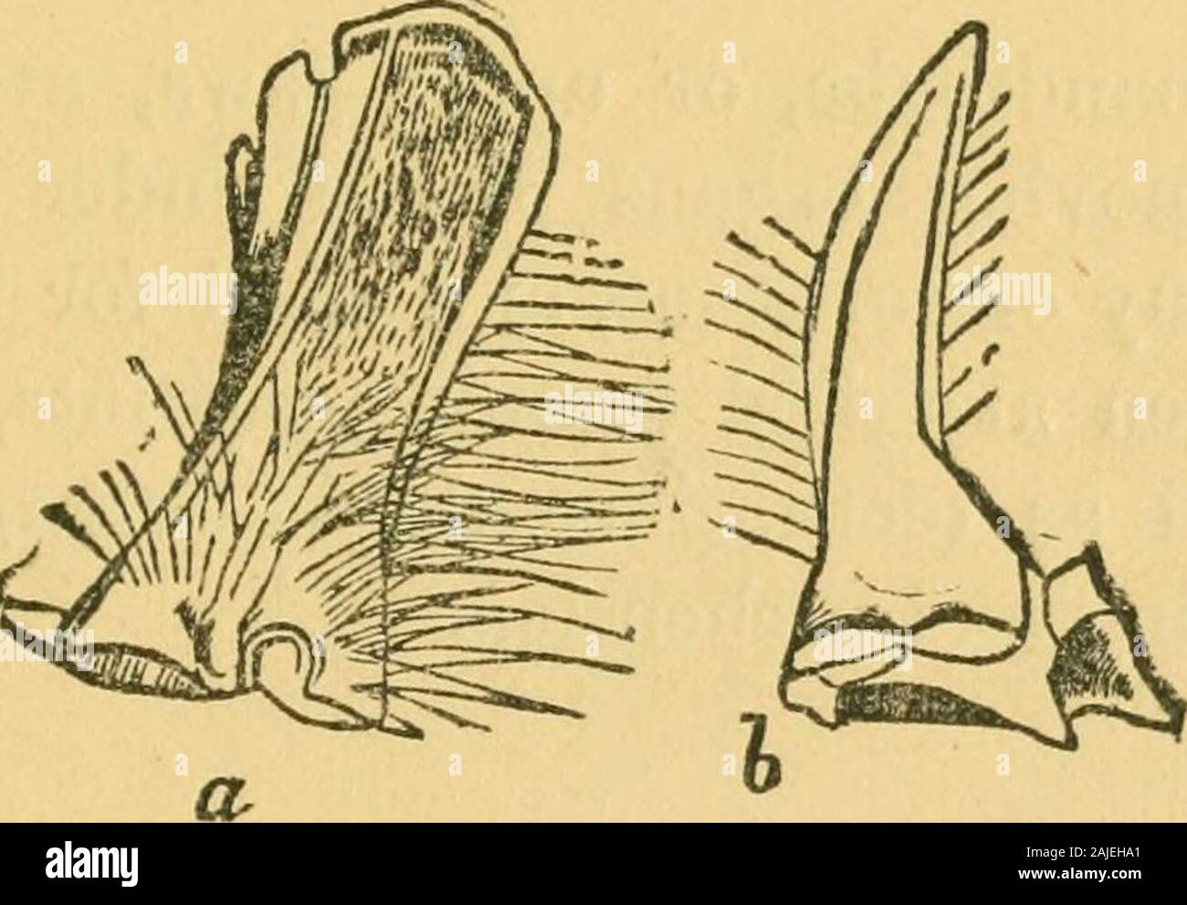 Structure and classification of insects . HEAD OF THE BEE. The Os, or Mouth, of the insect is provided withBeven ordinary organs, differently modified in the twogreat divisions of masticators^ or chewing insects, andsuckers^ or sucking insects. These are, 1st, the upperlip (labrum) ; 2d, the lower lip (labium); 3d, labial andother palpi, or feelers ; 4th, the upper jaws (mandibles);5th, under jaws (maxillae); 6th, the tongue (lingua);and, 7th, the pharynx.. a, Jaw of Bombus—nest digging bee.5, do. Nomada—parasite bee. , or upper lip, is a movable organ. 1st. The labrumfastened to the upper par Stock Photo