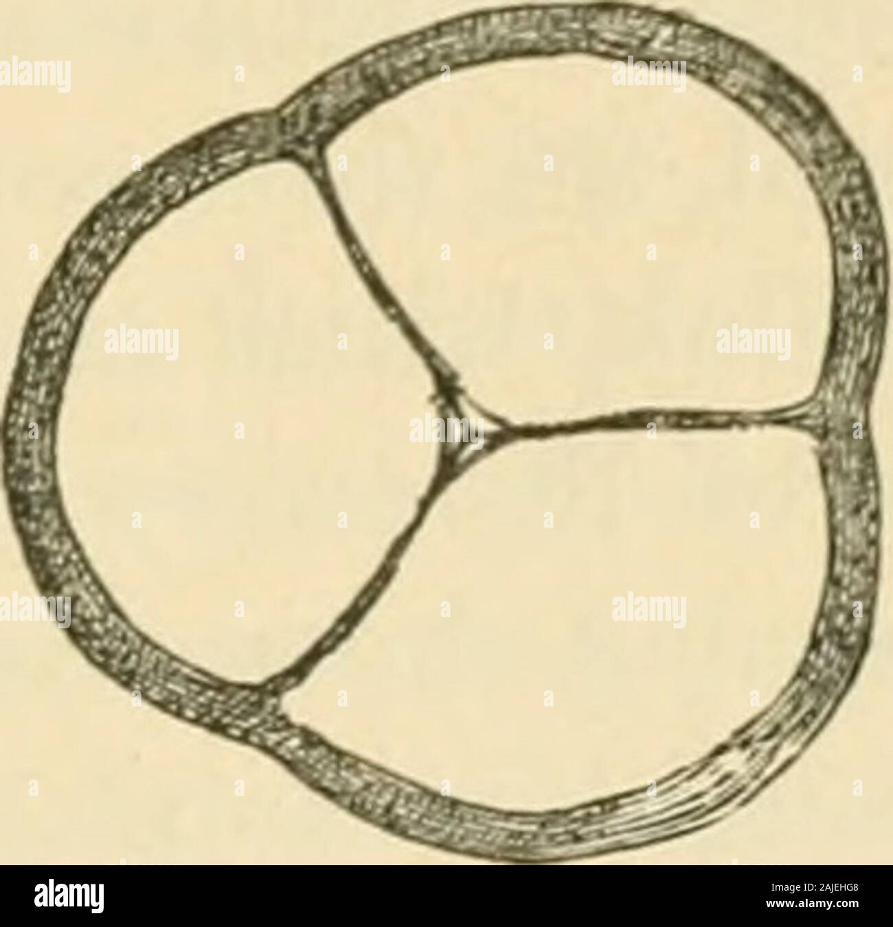 Semilunar valve hires stock photography and images Alamy