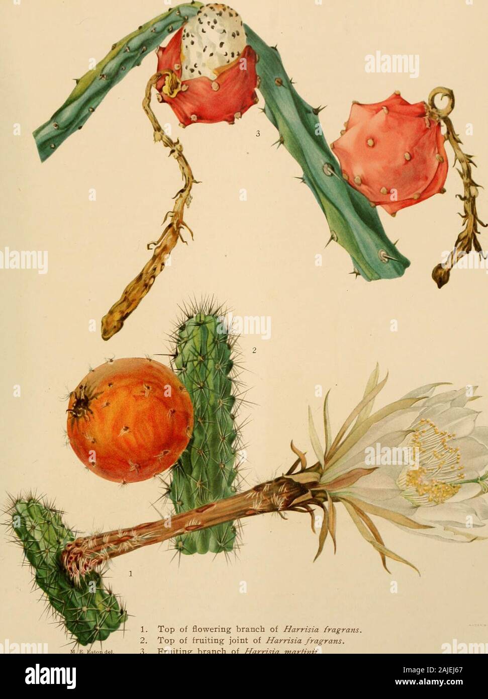 The Cactaceae : descriptions and illustrations of plants of the cactus family . Type locality: Near Ponce, Porto Rico. Distribution: Type locality and vicinity, and on the islands Mona and Desecheo. Plate xvii, figure 3, shows a fruiting branch of the plant from the type locality, paintedat the New York Botanical Garden in 1914. Figure 217 is from a photograph taken atthe type locality by Delia W. Marble in 1913. BRITTON AND ROSE, VOL. II. 1. Top of flowering branch of Harrisia fragrans. 2. Top of fruiting joint of Harrisia fragrans. 3. Fruiting branch of Harrisia martinii. (All natural size ) Stock Photo