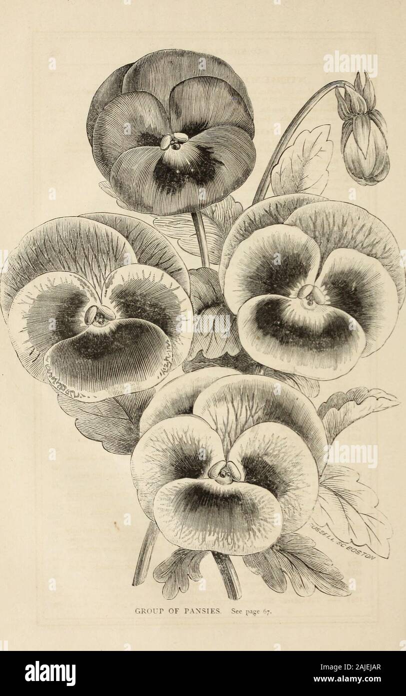 Washburn & Co.'s amateur cultivator's guide to the flower and kitchen garden : containing a descriptive list of two thousand varieties of flower and vegetable seeds : also a list of French hybrid gladiolus, . arming and generally useful genus of dwarf-growing hardyannuals. All the varieties have a neat, compact, and uniform habit of growth, with shadesand colors the most strikingly beautiful, so that ribboned, sown in circles, or arranged in anystyle which the fancy may suggest, the effect is pleasing and very striking. They are also very useful for pot-culture. Hardy annual. 1048 Nemophila At Stock Photo