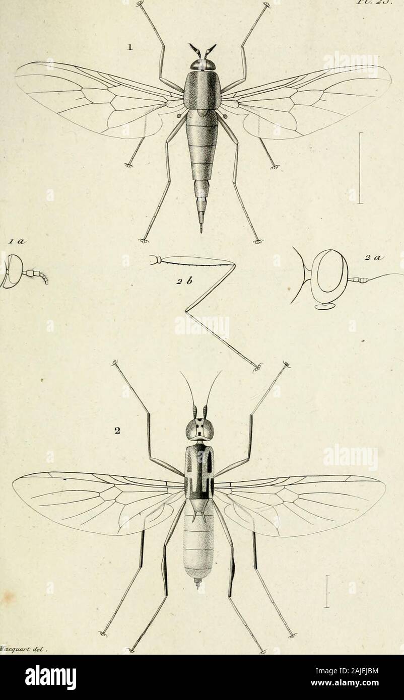 Diptères exotiques nouveaux ou peu connus . 1 .PhilloplioTaiiiQra za Tête ? a.StralioiuTia pulcliella 2.a..Têle 3. OdontoiirviaTieteroneTiva 3 a .Têle . !^al O.Tlostrata / fé/e . 5 . Ephippium rulitar sis . JL 23.. Jfftc^unj^t deC 1- Xeiiomorplia leptiFormis — j a. Teie2. Koplistes bispinoSUS -a&lt;i Te te .2 è pied parte-rie^w. Stock Photo