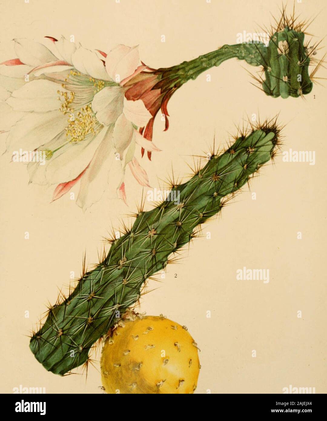The Cactaceae : descriptions and illustrations of plants of the cactus family . th-segments denticulate. Fruit yellow 6. H. gracilis Fruit orange-red 7. H. simpsonii Hairs of the flower-areoles tawny or brown. Hairs of the flower-areoles 1 to 1.5 cm. long; color of fruit unknown; spines up to 6 cm. long 8. H. fernowl Hairs of flower-areoles 7 mm. long or less; fruit yellow; spines much shorter 9. H. aboriginum BB. Plants prostrate and pendent on rocks 10. H. earlel AA. Fruit red, often splitting (Eriocereus).Joints aeveral-ribbed or subterete.Ribs of the joints prominent.Ribs not tubercled. Pl Stock Photo