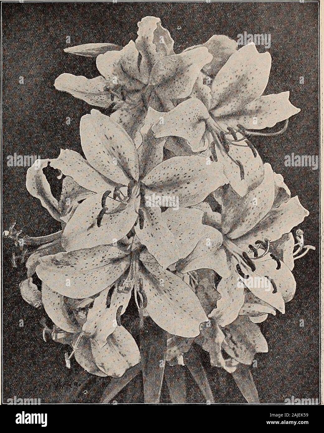Beckert's garden, field and flower seeds . ; $3.75 per doz.Croceum. Golden yellow. 10c. ea., by mail 12c.; $1 per doz.Elegans, Semi-double. Fringed petals, tipped white. 10 cts. each, by mail 12 cts.; $1 per doz.Longiflorum. Pure white, trumpet-shaped. 15 cts. each, by mail 20 cts.; $1.50 per doz.Krameri. Blush-pink. 15c. ea., by mail 20c.; $1.50 per doz.Martagon. Crimson, dark spots. 10 cts. each, by mail 12 cts.; $1 per doz.Pardallnum. Scarlet, purple spots. 10 cts. each, by mail 12 cts.; $1 per doz.Superbum. Orange, tipped red. 10c. each, by mail 12c.; $1 per doz. Tigrinum fl. pi. Double or Stock Photo