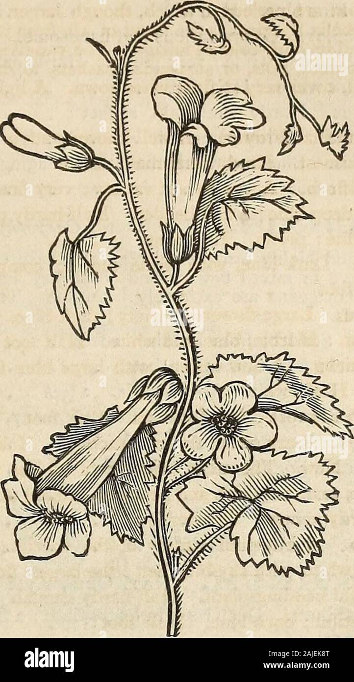 Washburn Co S Amateur Cultivator S Guide To The Flower And Kitchen Garden Containing A Descriptive List Of Two Thousand Varieties Of Flower And Vegetable Seeds Also A List Of French