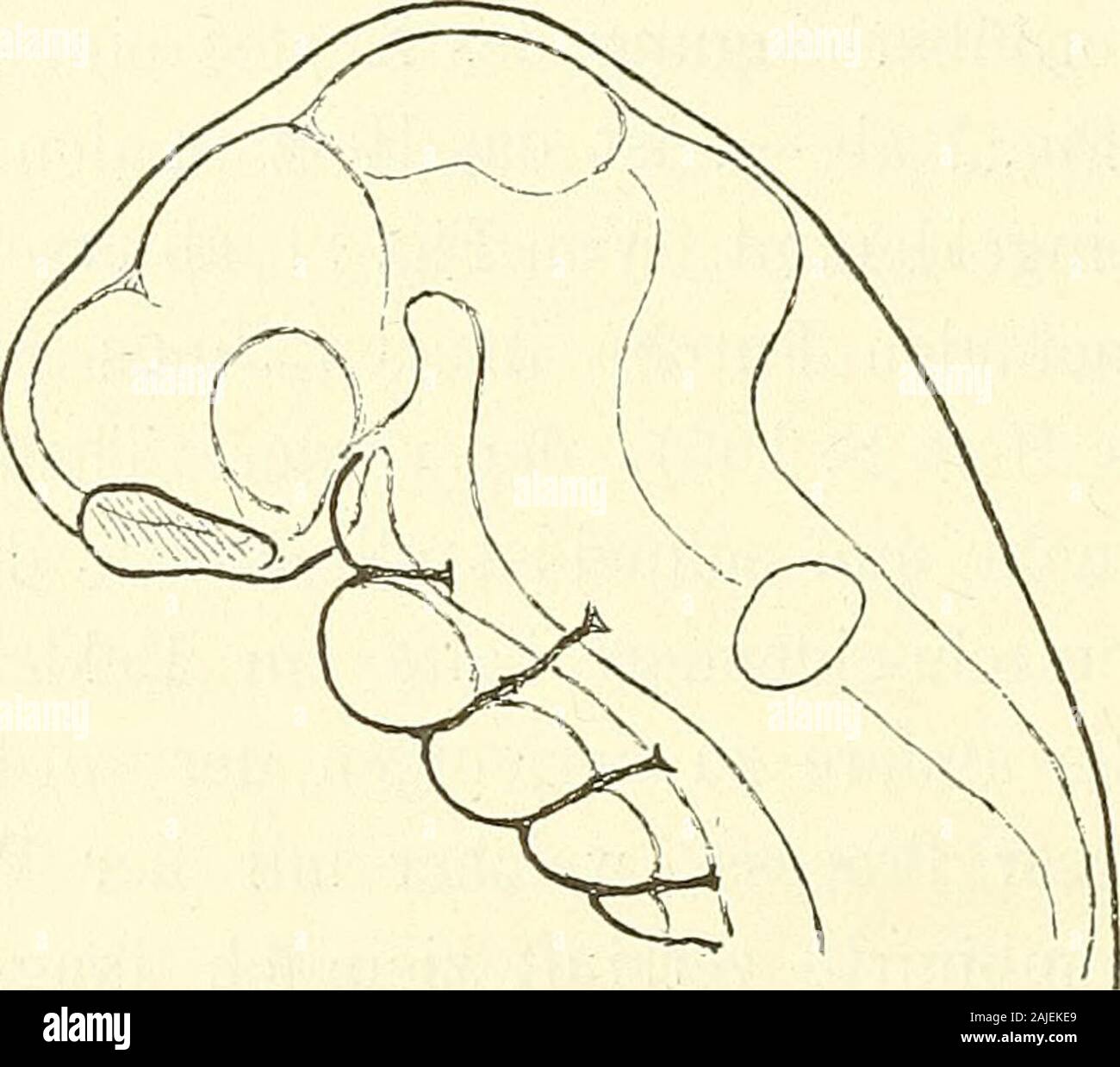Anatomie menschlicher Embryonen . krümmte Rückenlinie die längste und reicht vom Nacken-höcker bis zur Höhe des Mittelhirns; an sie schliesst sich die vomMittel- zum Hemisphärenhirn sich erstreckende Scheitellinie an.Die vordere Seite des Vierecks besteht aus zwei wohl zu unter- 16* 244 Erklärung der Tafeln. scheidenden Strecken, der eigentlichen Gesichtslinie, die von derStirn zum Unterkiefer geht, und der Präbranchiallinie vom Unter-kiefer zur Spitze des vierten Schlundbogens. Von da aus zum Nacken-liöcker reicht die Befestigungshasis des Kopfes. Den weitaus gröss-ten Theil des Kopfprofils n Stock Photo