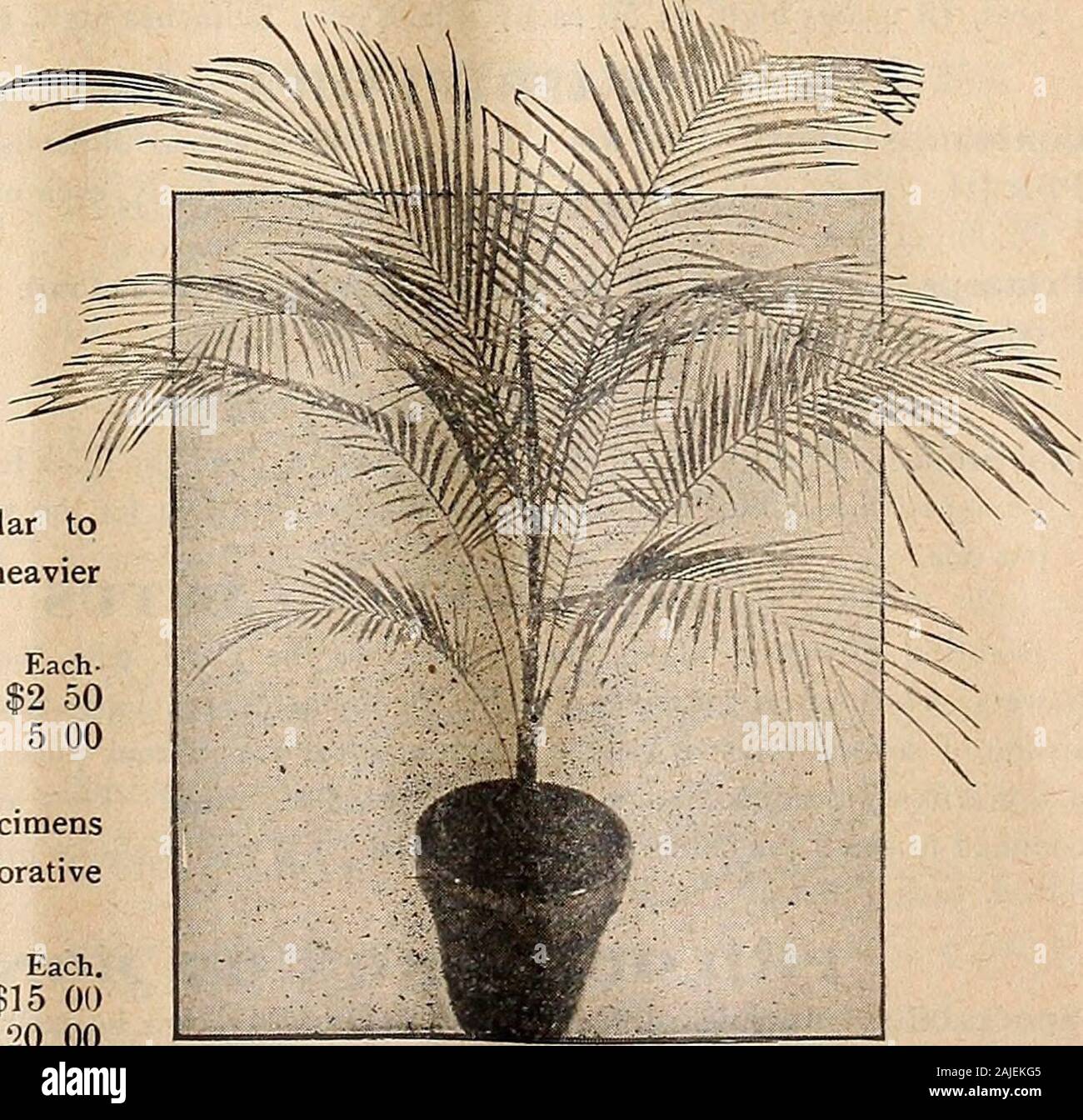 Dreer's autumn catalogue 1918 . 5 00Kentia Forsteriana. This splendid variety is very similar to K. Belmoreana, but of stronger growth, with broader, heavierfoliage.Inch Pots. Inches High, 3 12 4 15 5 24Kentia Forsteriana {Made-up Plants). These are specimens made by planting several plants together; very useful decorativespecimens. Inch Tubs. Inches High. Each. Inch Tubs. Inches High :haracterized... $0 50 each ... 1 00 ... 1 50 3 000050 5 7 3-inch pots, 6 to 8 in. high, nicely characterized... 4 12 5 « 15Specimens in 6-in. pots, 1^ ft. high. 8 tubs, 2 * 10 2§ Tlirinax Floridana, 4-inch pots, Stock Photo