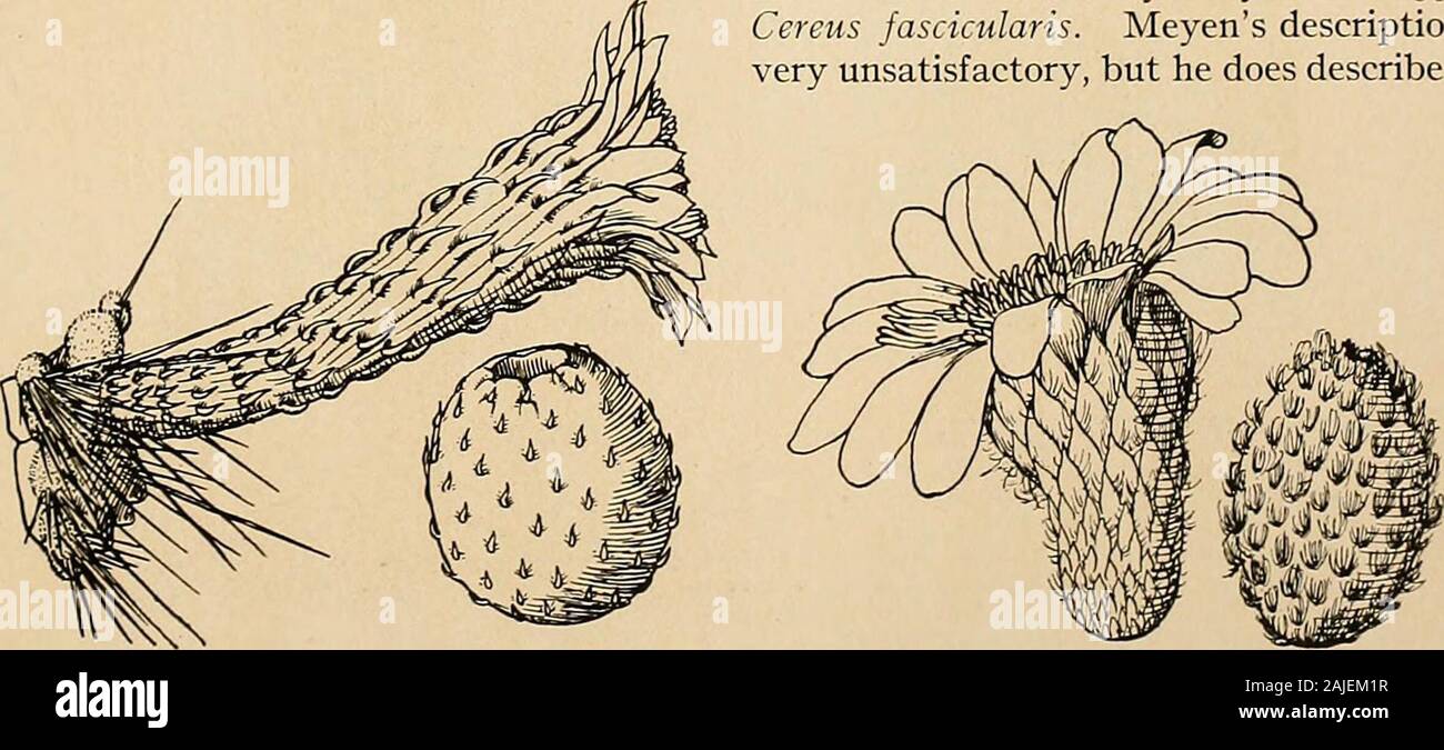 The Cactaceae : descriptions and illustrations of plants of the cactus family . outer ones, obtuse, 1.5 em. long,greenish to brownish (not white); filaments numerous, slender, scattered over the narrow throat,somewhat exserted; style bulbose at base, slender, 7 cm. long, exserted; stigma-lobes short, green-ish ; lower part of tube or tube proper 1.5 em. long, somewhat scabrous within; fruit globular, 3 to4 cm. in diameter, yellowish to reddish, splitting open on one side and exposing the pulp; seedsblack, shining, 2 mm. long, a little longer than broad, minutely punctate. Type locality: Southe Stock Photo