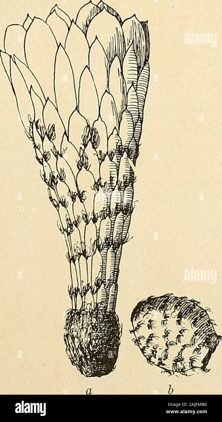 The Cactaceae : descriptions and illustrations of plants of the cactus family . ught by Dr. Rose from the BotanicalGarden at Santiago, Chile, in 1914; figure 202 is from a photograph taken by Dr. Rose atCoquimbo, Chile, in 1914. 13. Trichocereus terscheckii (Parmentier). Cereus terscheckii Parmentier in Pfeiffer, Allg. Gartenz. 5: 370. 1837.Cereus fercheckii Parmentier, Hort. Beige 5: 66. 1838 (fide Index Kewensis).Cereus julvispinus Salm-Dyck, Cact. Hort. Dyck. 1849. 46. 1850.Pilocereus terscheckii Rumpler in Forster, Handb. Cact. ed. 2. 688. 1885. At first columnar, in age becoming much bran Stock Photo