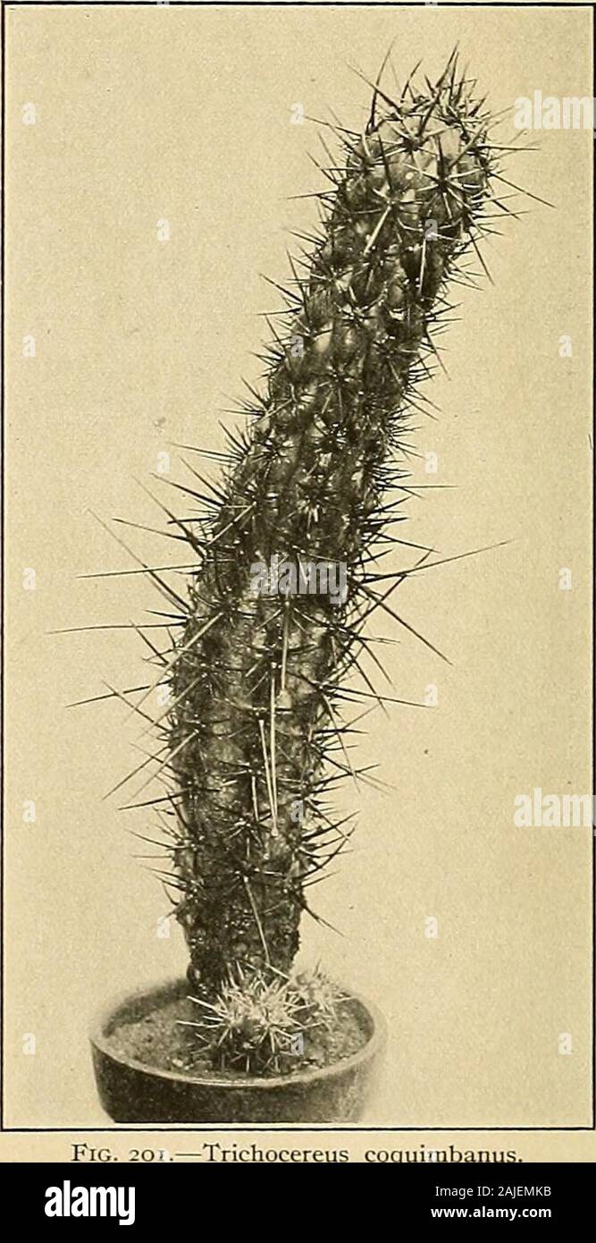 The Cactaceae : descriptions and illustrations of plants of the cactus family . X0.5.. Trichocereus coquinibanus. Cereus pycnacanthus Salm-Dyck (Allg. Gartenz. 13:355. 1845), and Cereus pano-plaeatus Cels (Salm-Dyck, Cact. Hort. Dyck. 1849. 44. 1850) published as a synonym ofthe former, were both referred to Cereus chilensis by Schumann, but they came fromBolivia and the description does not fit this species. TRICHOCEREUS. 139 Cereus fulvibarbis Otto and Dietrich (Allg. Gartenz. 6: 28. 1838; Cereus chilensis (id-vibarbis Salm-Dyck in Walpcrs, Rcpert. Bot. 2: 276. 1843), said to have come from Stock Photo