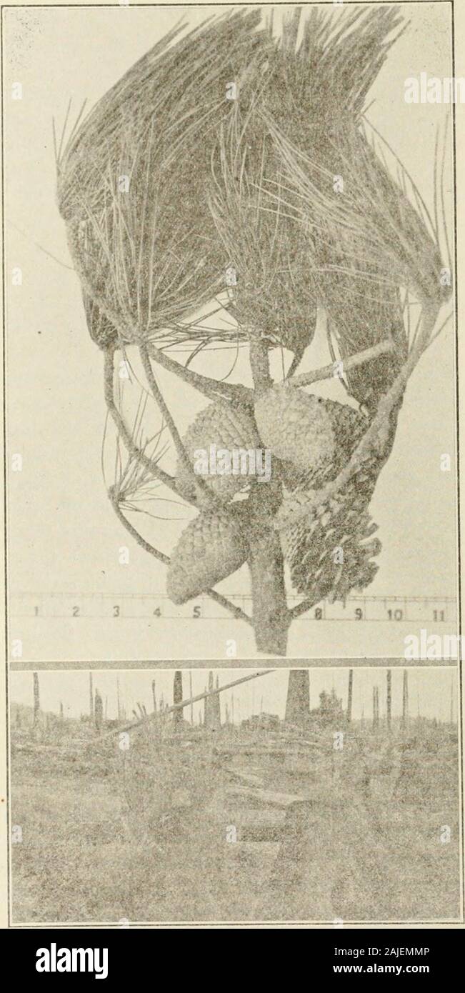 Measurement of the diameter of the tree hires stock photography and