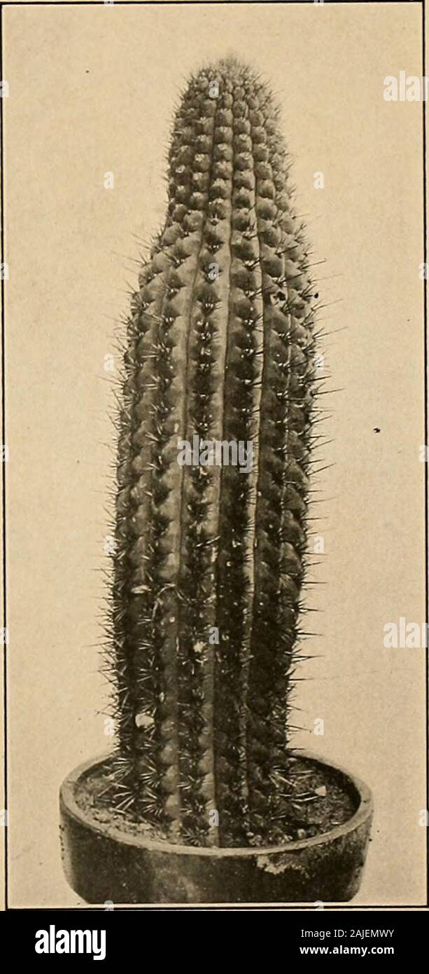 The Cactaceae : descriptions and illustrations of plants of the cactus family . Fig. 198.—Trichocereus chiloensis. Fig. 199.—Trichocereus chiloensis. * Cereus pepinianus was described by Salm-Dvck in 1845 (Allg. Gartenz. 13: 354- 1845) who there credits thename to Lemaire. Lemaire evidently had reported the name under some other genus, for in 1850 (Salm-Dyck, Cact.Hort Dyck 1849.44 197) Salm-Dvck redescribed the species, crediting himself with the name and citing Echmocactuspepinianus Cat. Cels as synonym. The name Echinocactus pepinianus Lemaire occurs first in 1846 (Forster, Handb.Cact 347) Stock Photo