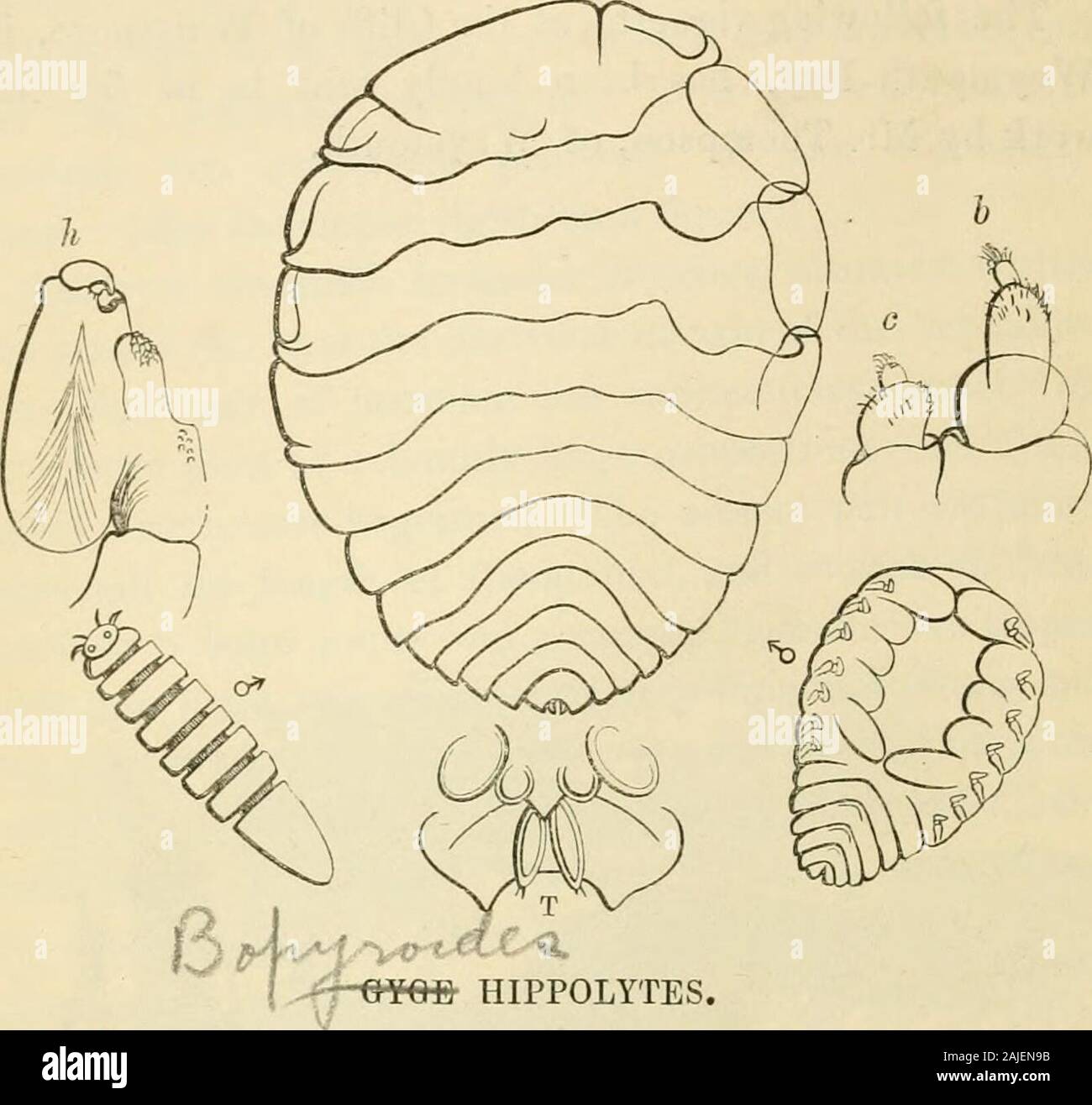 A history of the British sessile-eyed Crustacea . CLIFFS AT WHITENORE, WEYMOTITH BAY. 230 BOPYRID.E. ISOPODA.NORMJLIJ. BOPYRIDjE.. HIPPOLYTES. Male.—Sides subparallel; antennse, advanced beyond the front of the head;segments of the pleon fused into an elongated ovate mass, obtuse at theextremity. Female.—Broadly ovate, depressed, anterior portion slightly curved towardsthe left (when viewed dorsally) ; segments of the pereion and pleon distinct,sub-continuous; terminal segment apparently notched at the tip, owing tothe projection of the posterior pair of pleopoda. Length :—Female, seven-twenti Stock Photo