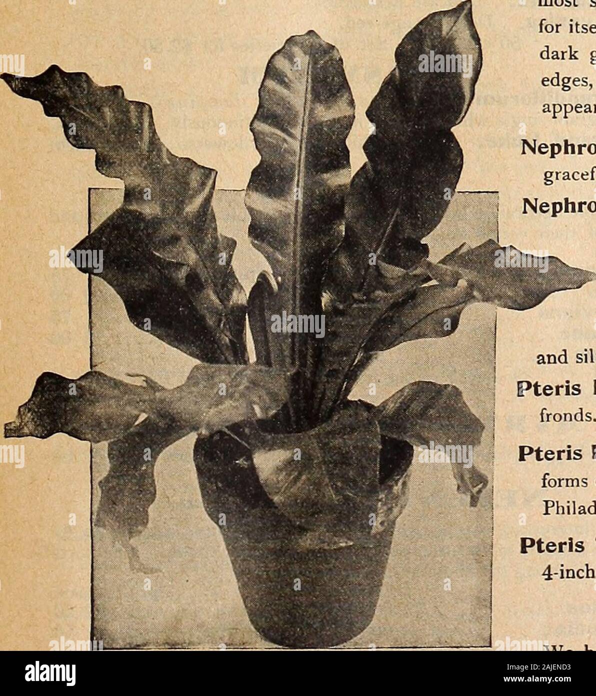 Dreer's autumn catalogue 1918 . n Fern). A dwarf-growingform; a beautiful Fern, 6-inch pots, $1.00 each. Pteris Argyraea. A strong growing variety, with pretty greenand silvery-white variegated bold foliage. 4-inch pots, 35 cts. each.Pteris Distinction. A splendid decorative sort with narrow cut dark greenfronds. 4-inch pots, 35 cts. each. Pteris Rivertoniana. The most distinct and desirable of the many crestedforms of the Pteris, awarded a silver medal at the National Flower Show,Philadelphia, 1916. 4-inch pots, 35 cts. each. Pteris Tremula. An old favorite of rapid growth with rich green fol Stock Photo