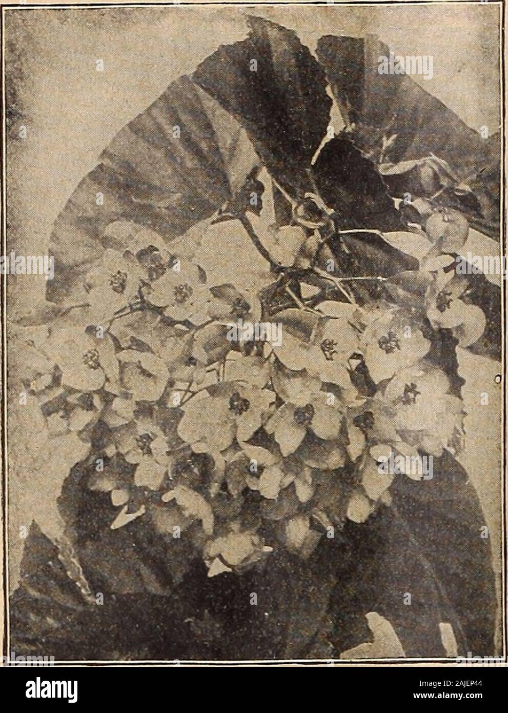 Dreer's autumn catalogue 1918 . Begonia Corallina Lucerna FIBROUS-ROOXBD B£G0:NIAS This class is among the freest flowering ornamental-leavedpot plants for conservatory decoration; excellent subjects for thewindow garden. Alba Picta. Leaves glossy green, freely spotted with silvery-white; flowers white. Argentea Guttata. Foliage of rich green, spotted with silver. Corallina Lucerna. Gigantic trusses of bronzy-red flowers in bloomcontinuously from April to November. liaageana. Large trusses of creamy-white flowers, suffused with pink,the foliage is bold and attractive, of a bronzy-green above a Stock Photo