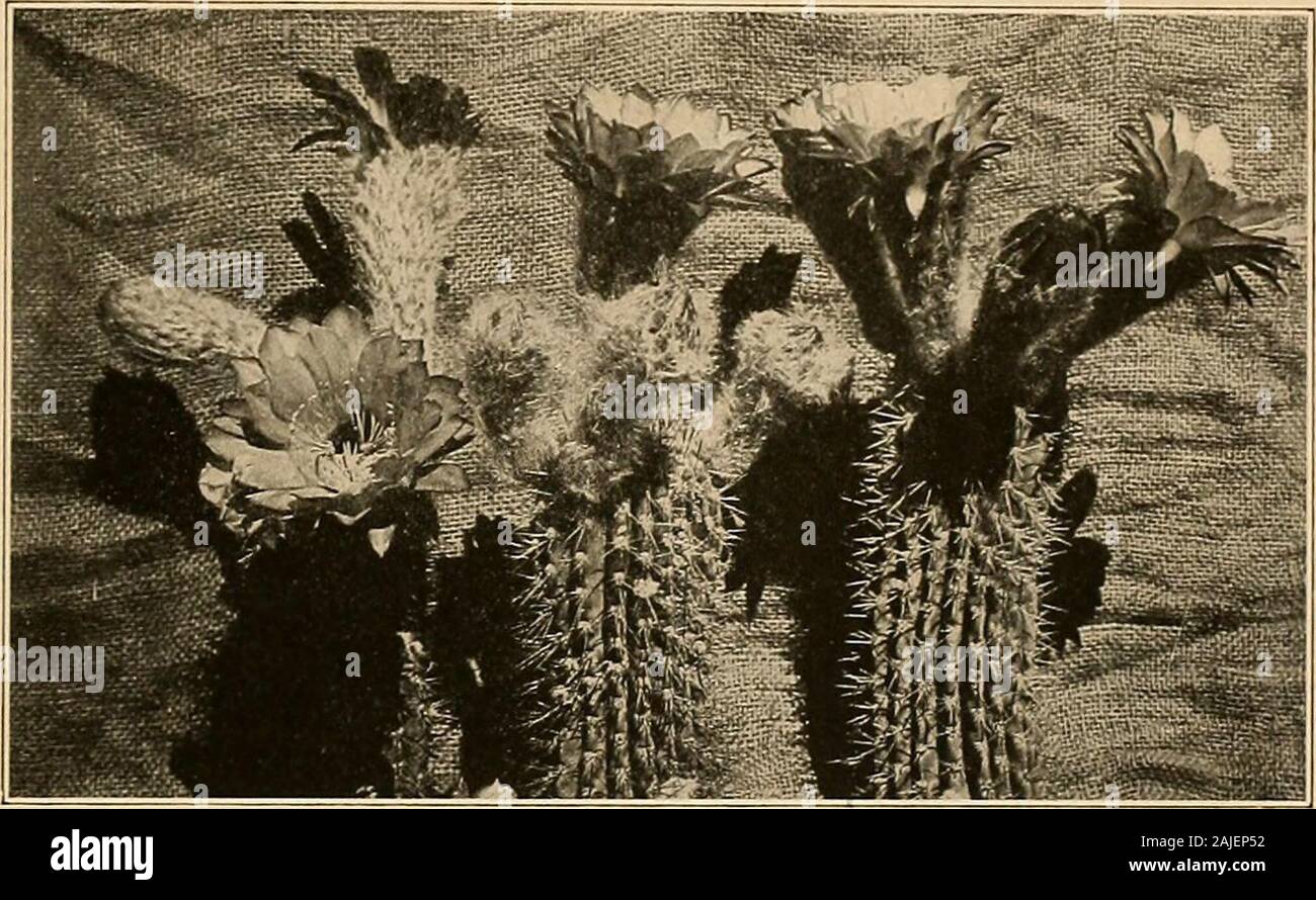 The Cactaceae : descriptions and illustrations of plants of the cactus  family . ern Argentina, may belong here, but it is much south of the range  of thisspecies; Cereus chiloensis lamprochlorus Monville (