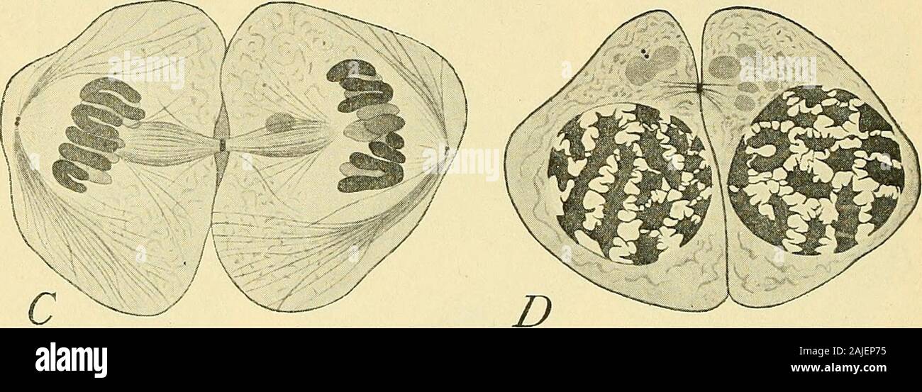 The cell in development and inheritance Stock Photo - Alamy
