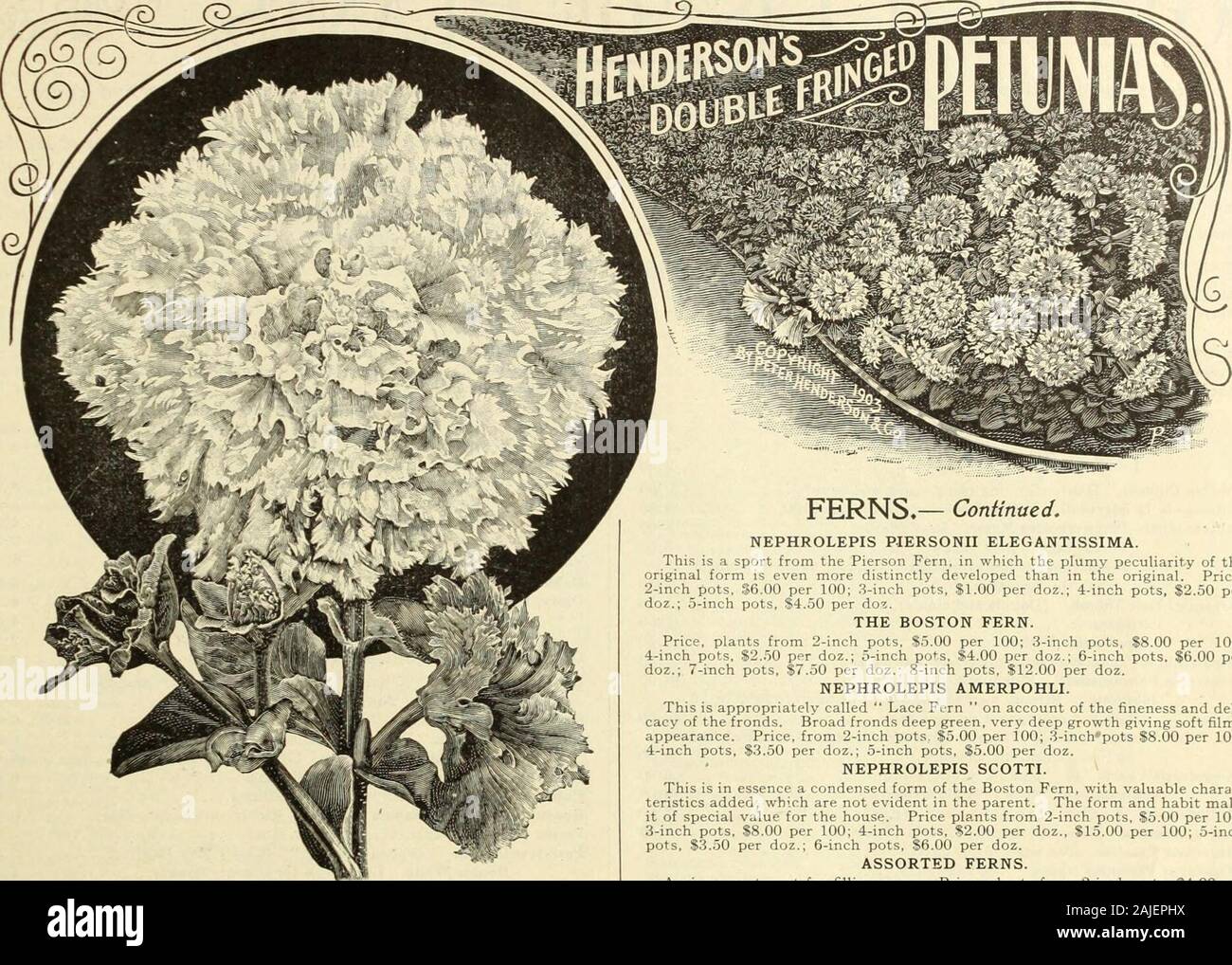 Florists' wholesale catalogue : seeds, bulbs, plants, &c . PETER HENDERSON & CO., NEW YORK.—WHOLESALE CATALOGUE.—PLANTS. 21. NEW DOUBLEFRINGED PETUNIAS. OUR STELLAR COLLECTION FOR 1911. Aldebaran. Delicate lavender pink, deeper in the center with darker veins. Distinctive, pleasing and novel.Algol. Deep and lustrous carmine,rose, fringed petals, violet veins.Altair. Deep violet crimson tipped with pearly white, compact form. fringed. Splendid coloring and fine flowers.Antares. Clear white with purple and crimson shades in center, deeply frir Very distinct in color, fine form.Arcturus. Dark vio Stock Photo