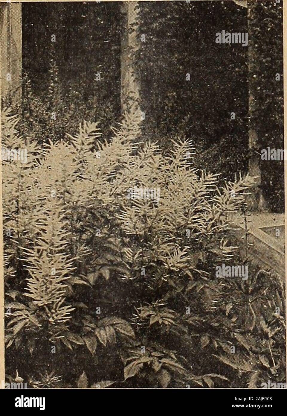 Dreer's autumn catalogue 1918 . Spik«a Aruncus ScABiosA Caucasica SPIR.^A (Goafs Beard. Meadow Sweet)Aruncus. A noble variety, 3 to 5 feet high, producing in June and July long, feathery panicles of white flowers.Filipendula FI. PI. {Double-flowered Drop-wort). Nu-merous corymbs of double white flowers on stems 12 incheshigh, during June and July, and pretty fern-like foliage.Palmata ( Crimson Meadow Sweet). One of the most beau-tiful hardy plants, with broad corymbs of crimson-purple flowers in June andJuly; 3 feet.Palmata Elegans. A free-flowering, silvery pink variety; 3 feet high; June and Stock Photo