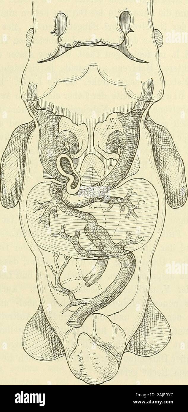 Anatomie menschlicher Embryonen . Fig. 137. Veneiistämme vom Embryo Pr. Vergr. IS. Stamm entstehen, von dem aus sich die zu- und die abführendenLebergefässe entwickeln.) Nun ist leicht zu erkennen, dass diesSchema unrichtig sein muss, da ja die Yv. umbilicales im Anfangdicht unter dem Zwerchfell und über der Leber auslaufen. EineVerschmelzung tritt weder für die Endstücke der Vv. omphalomesen-tericae, nech für diejenigen der Vv. umbilicales ein. Jene persistiren 1) Z. B. bei KöLLiKER. Grundriss. 2. Aufl. S. 400. Von der Umbildung der zum Herzen führenden grossen Venenstämme. 209 als Lebervenen Stock Photo