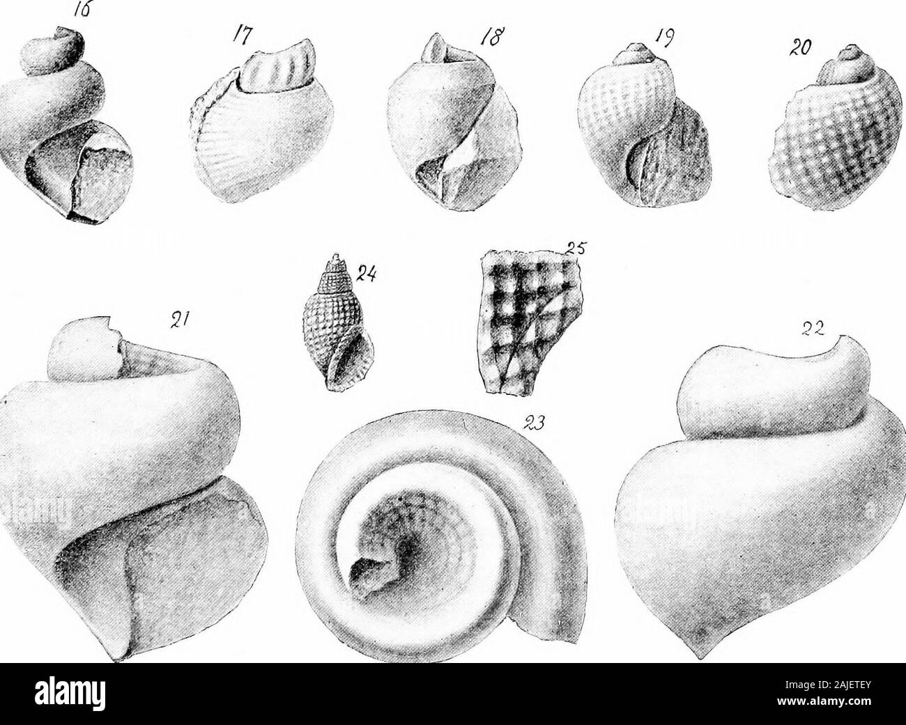 Report on paleontology . CANGELLARIID/E OF THE LOWER GREENSAND MARLS. PLATE XIII. EXPLANATION OP PLATE XIII. SliRCULA STRIGOSA Gabb (p. 105). Figs. 1. View of the fragment supposed to be the typo. CiTHARA MULLICAENSIS Whitf. (p. 106). 2,3. Front views, one natural size and one enlarged, of a specimen retaining the shell.4,5. Two views of a cast.6. View of a larger cast from the same locality. CiTHARA Crosswickensis Whitf. (p. 107). 7,8. Two views of the best cast yet found. ROSTEI.LARIA CURTA Whitf. (p. 109). 9,10. Views of the opposite sides of a oast showing the features described. 11. View Stock Photo