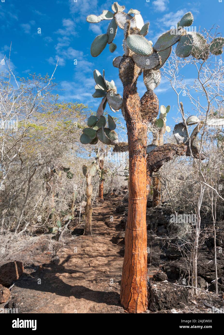Opuntia (prickly pear) cactus trees on Santa Cruz island, Galapagos, Ecuador. Stock Photo