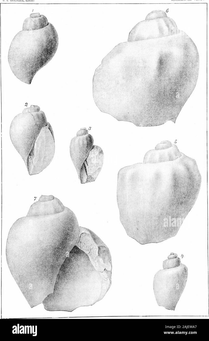 Report on paleontology . FASCIOLARIID/E, TKITOMID/Ej AND TU R Bl N ELLI D/E OF THE LOWER GREENSAND MARLS. PLATE X. EXPLANATION OF PLATE X. VOLUTODEKMA BIPLICATA Gabb (p. 90). Figs. 1-2. Opposite views of the type speoiinen from the Acad. Nat. Set., Phila. VOLUTODEKMA OVATA Whitf. (p. 91). 3,4. Opposite views of the specimen showing the plications aud abrupt shoulder of the volu-tions. Collection of the Am. Mus. Nat. Hist., New York City. VoLUTA ? Delawakensis Gabb (p. 84). 5. Back virfw of the smaller cast used by Mr. Gabb.6,7. Two views of the larger cast, both types and from the Acad. Nat. S Stock Photo